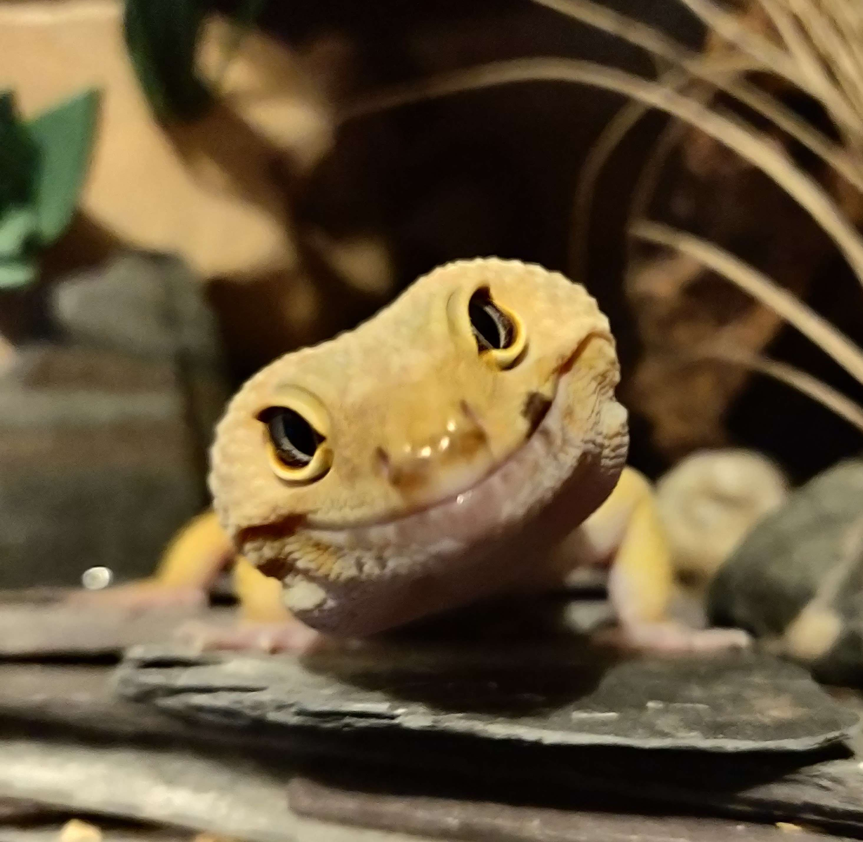 user avatar image for Lusewing