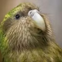 Kākāpō