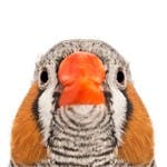 user avatar image for Finch P