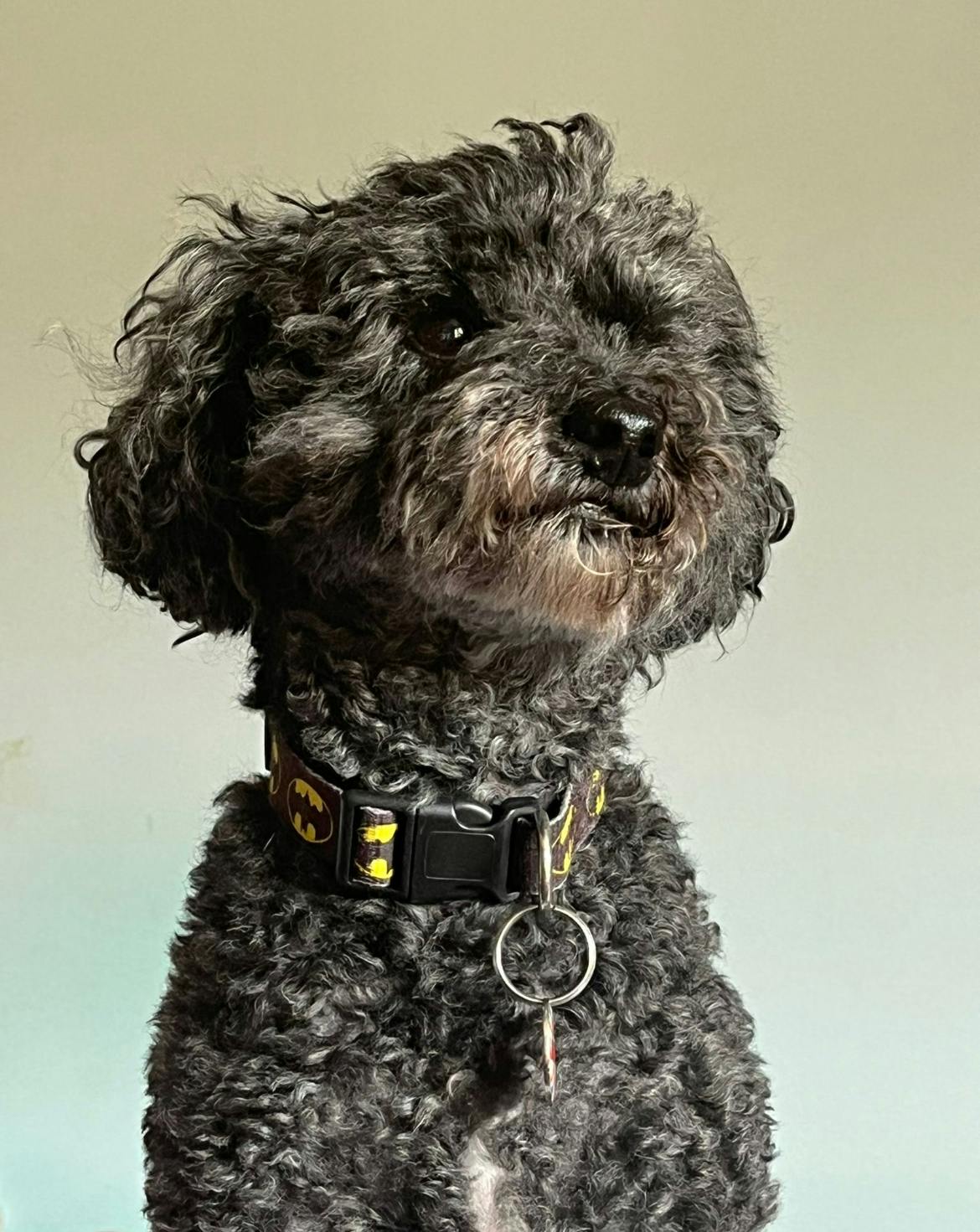 user avatar image for Rosemary Piper