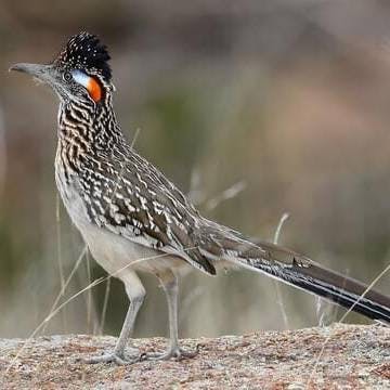 Greater Roadrunner