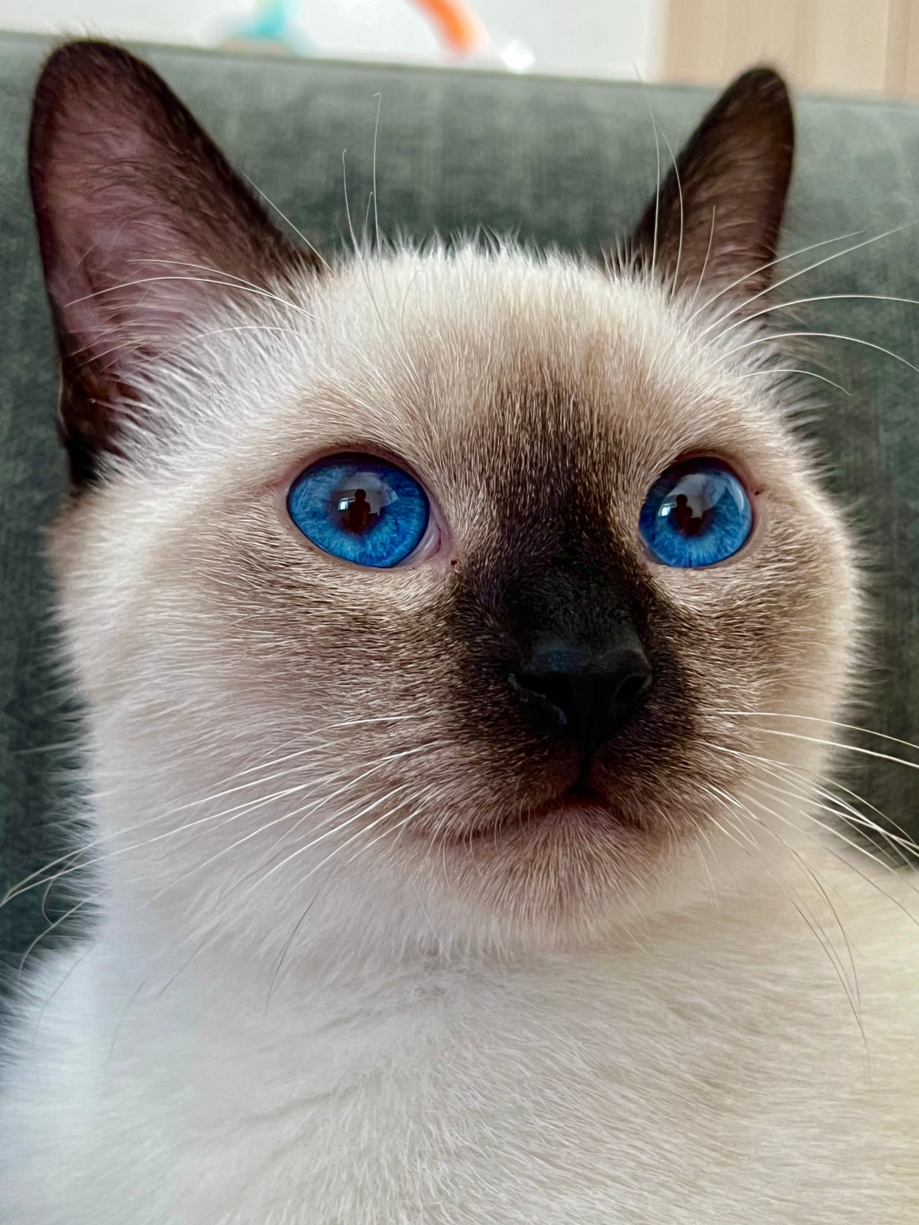 user avatar image for FalsePositron 