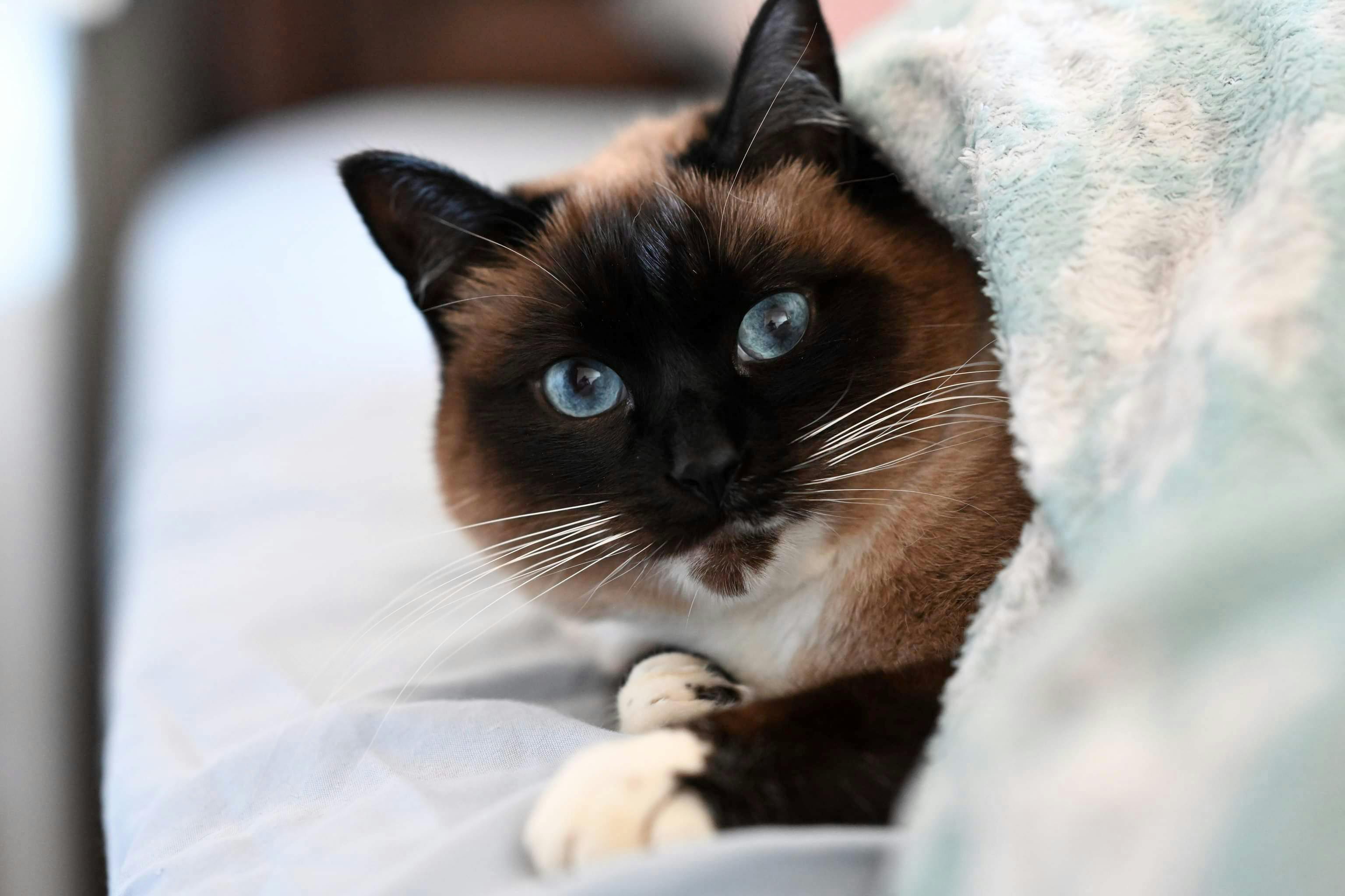 user avatar image for AlythiaRose