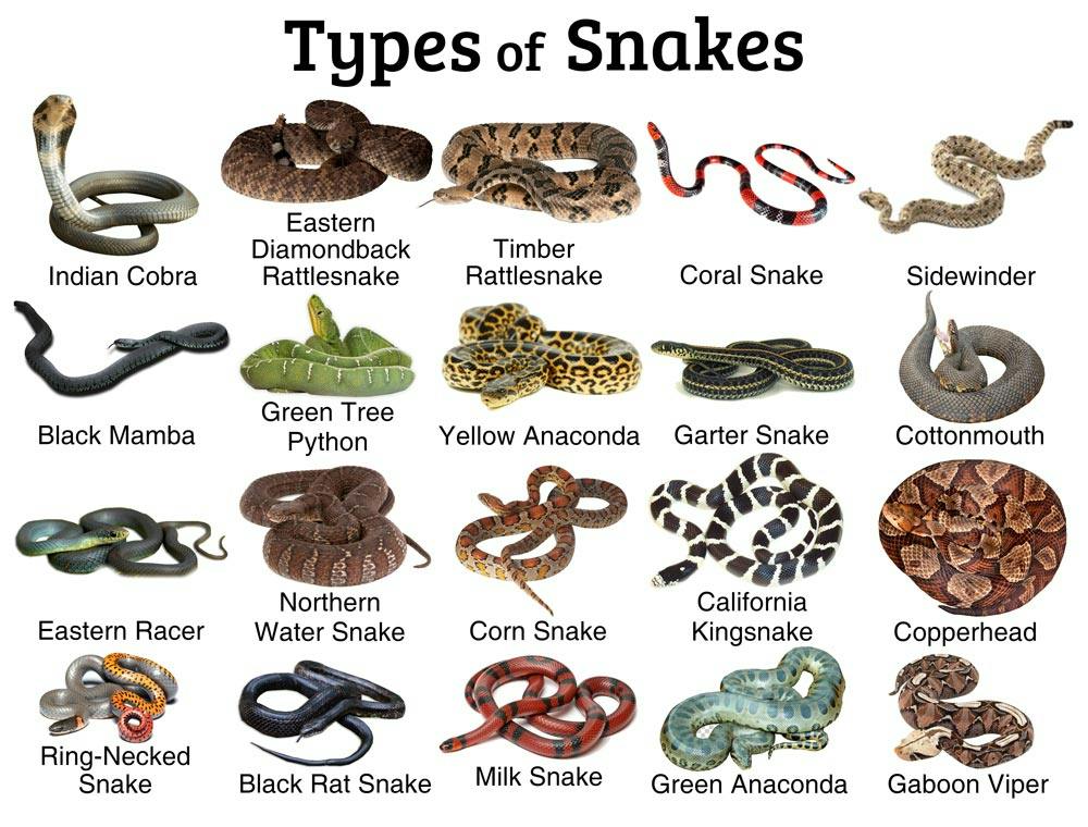 Snake (Dealers Choice)