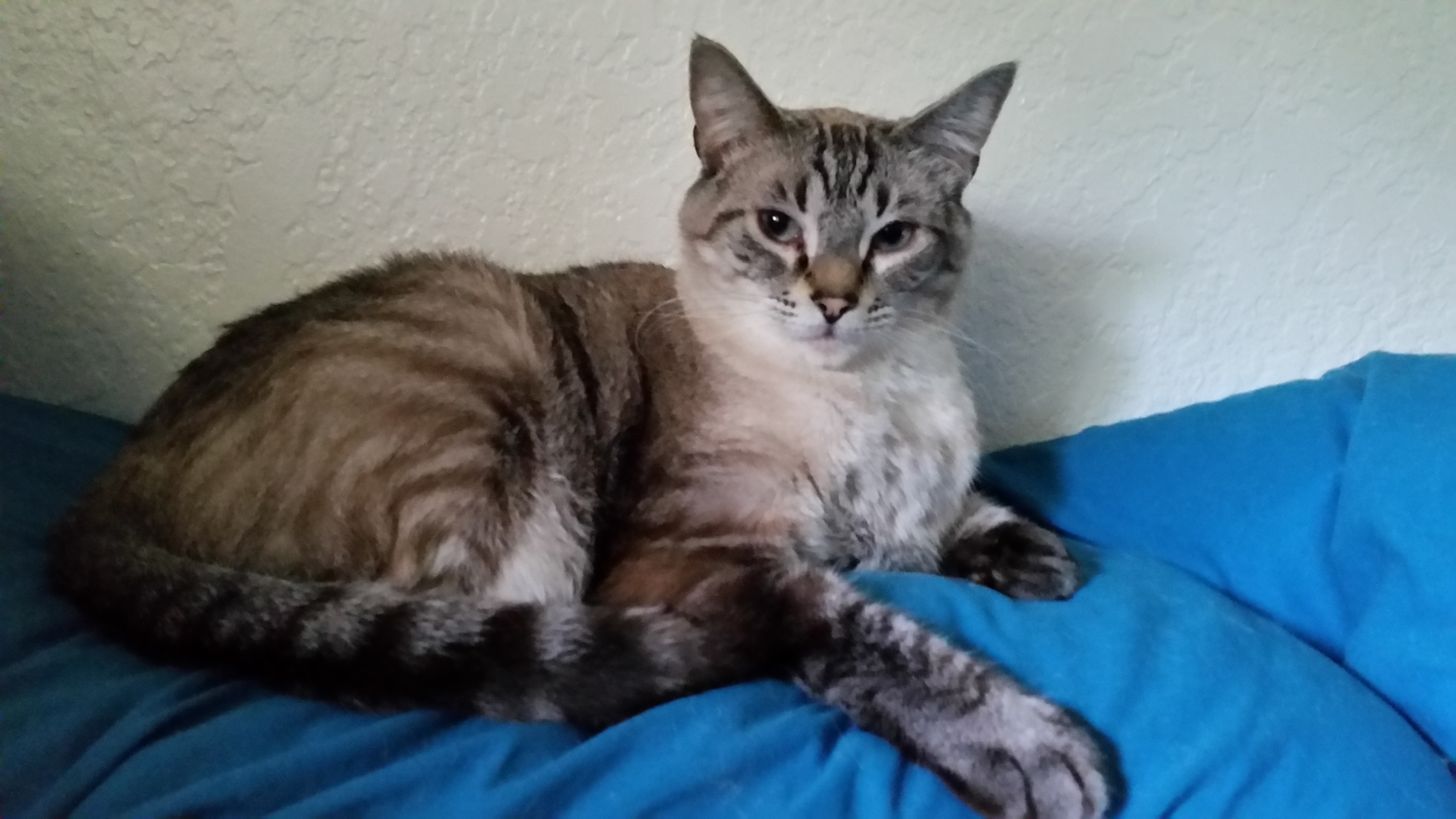 user avatar image for Abikat