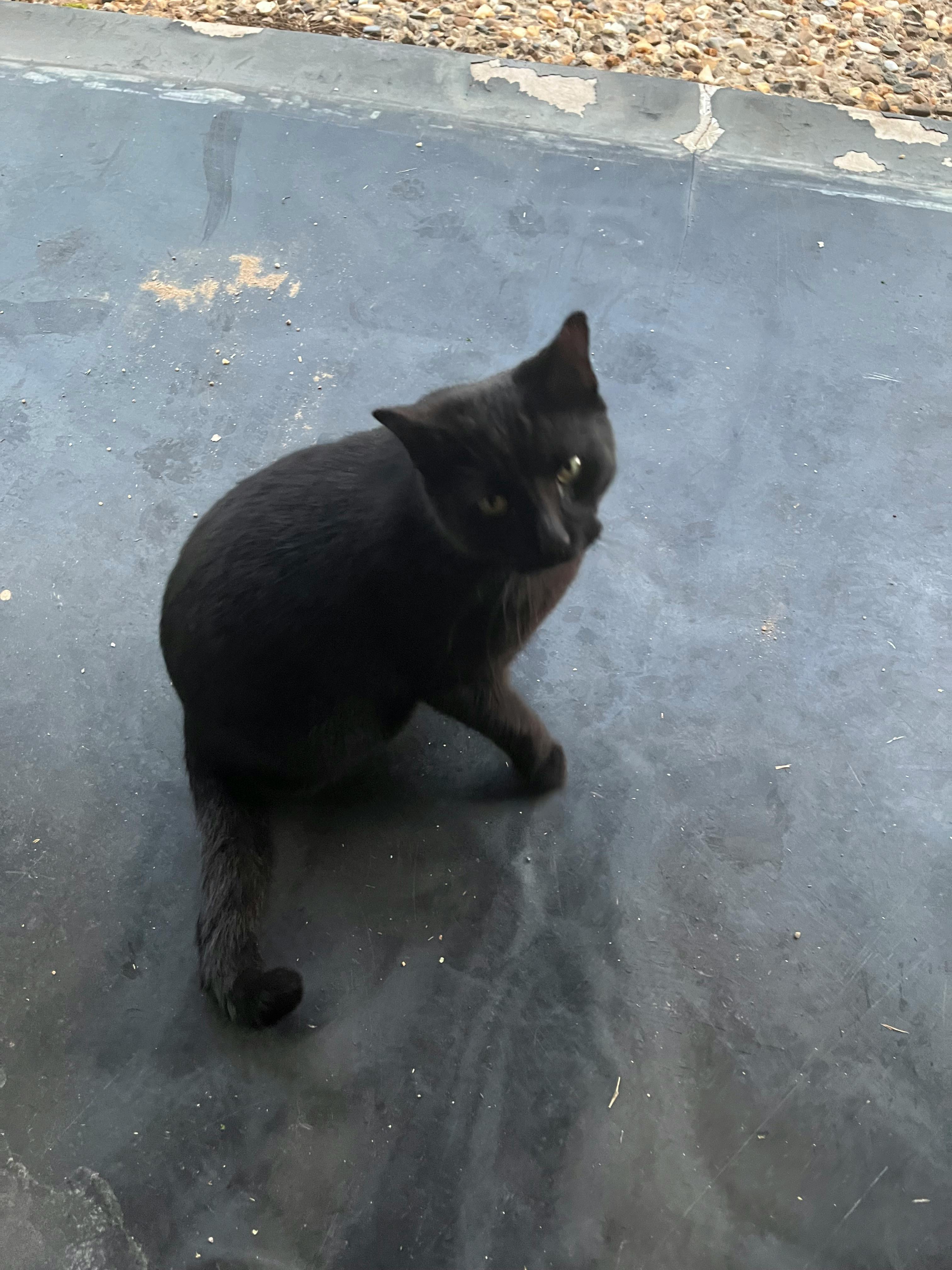 user avatar image for Coyote