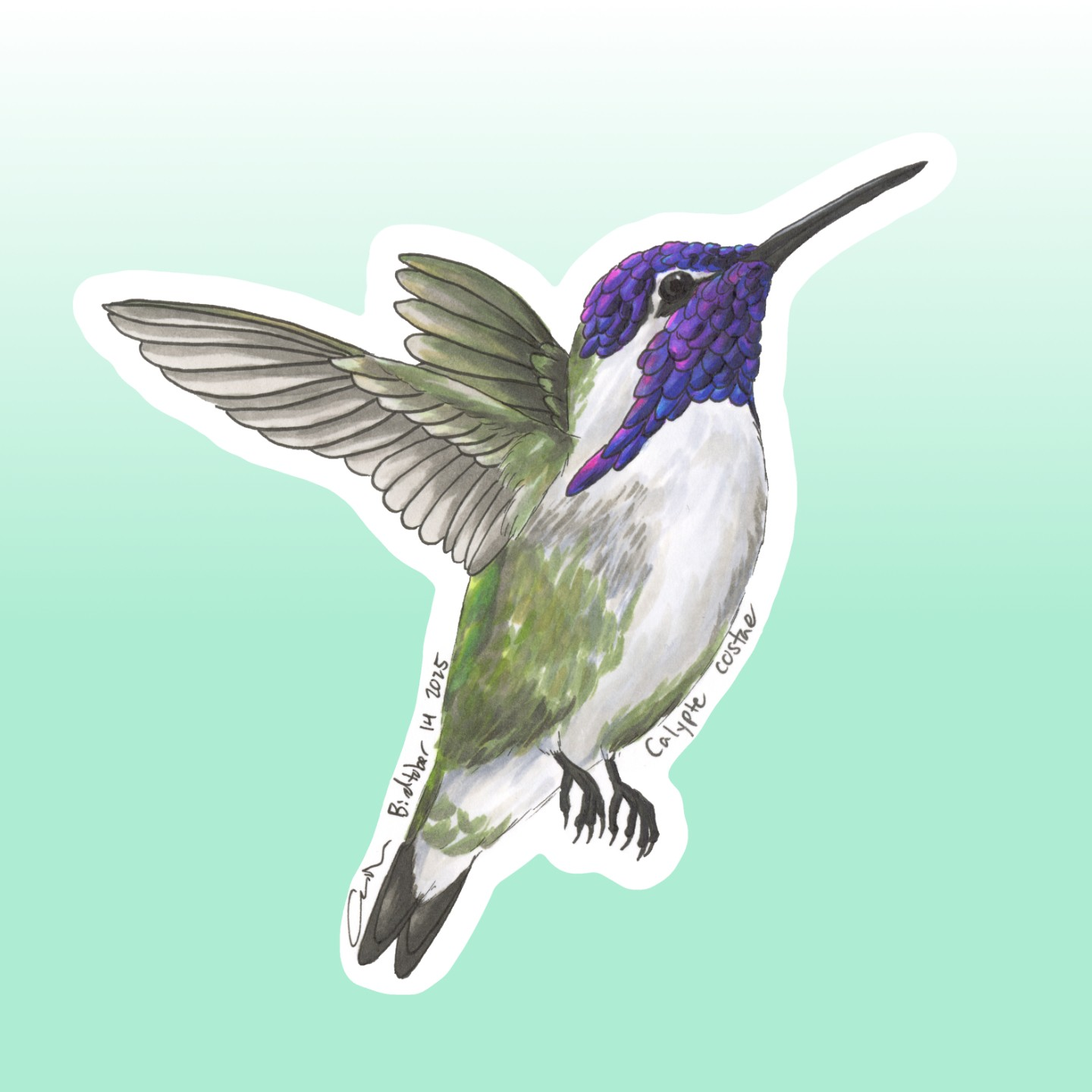 Costa's Hummingbird