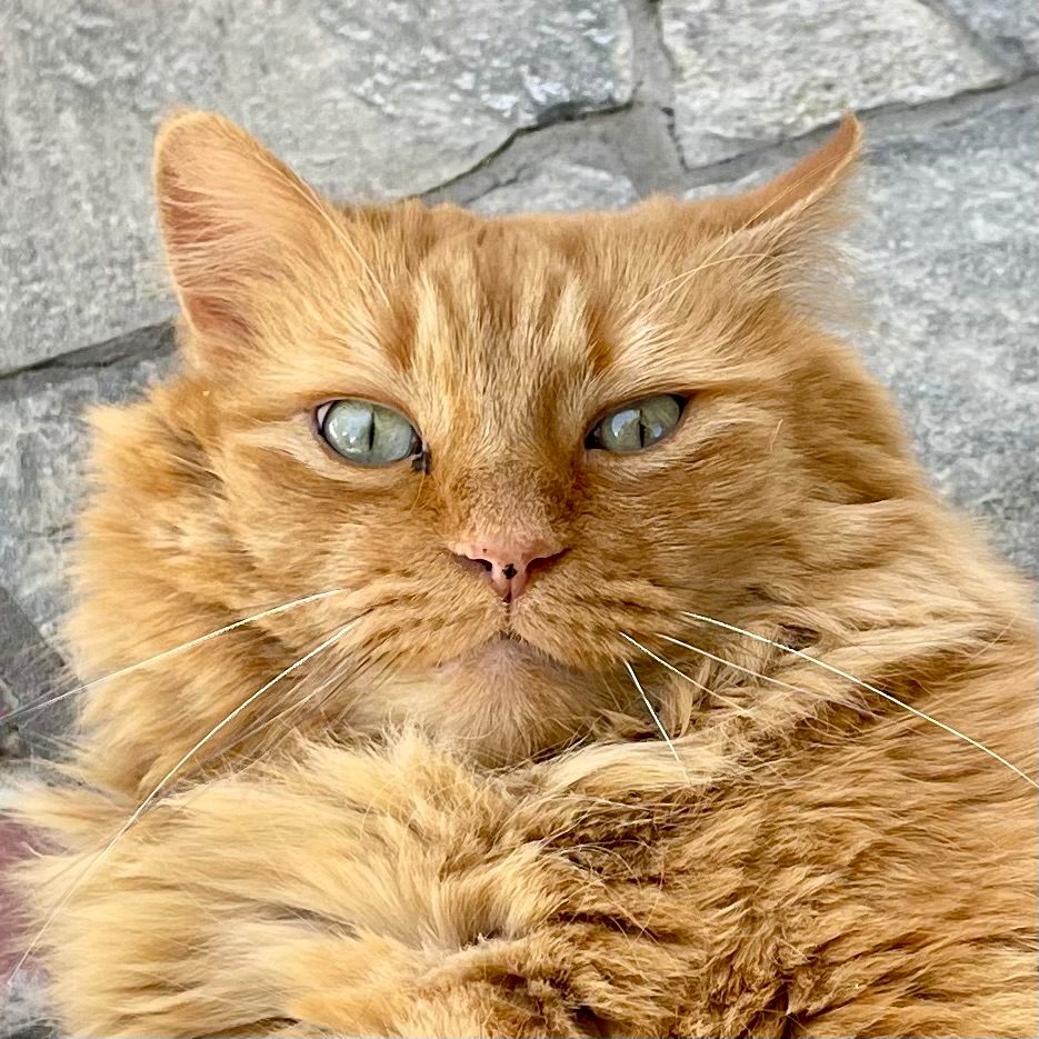 user avatar image for ZeklemRan