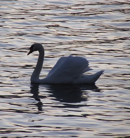 user avatar image for T.H.E. Swan 