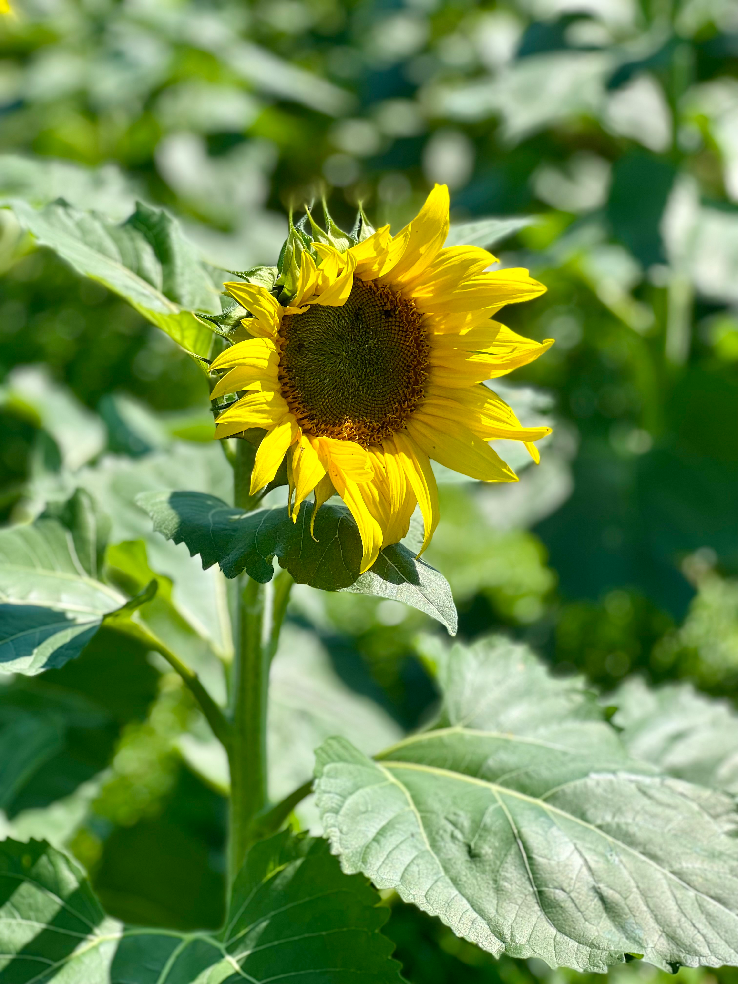 user avatar image for KFeg78