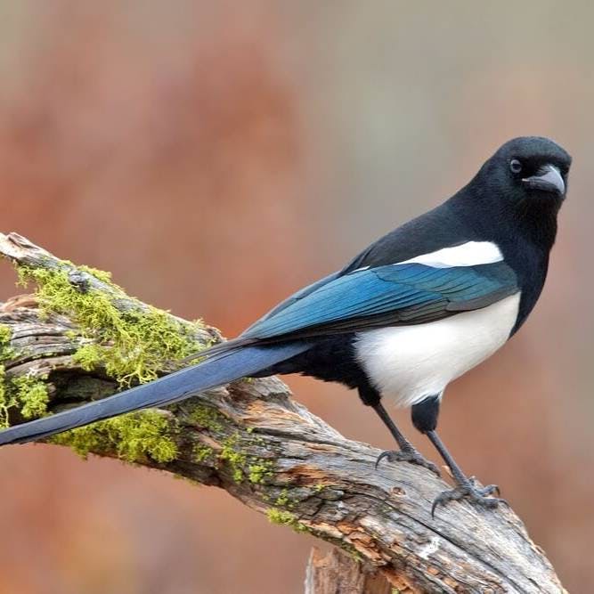 Black Billed Magpie