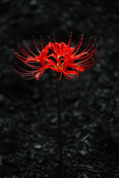 user avatar image for SpiderLily