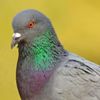 Rock Dove