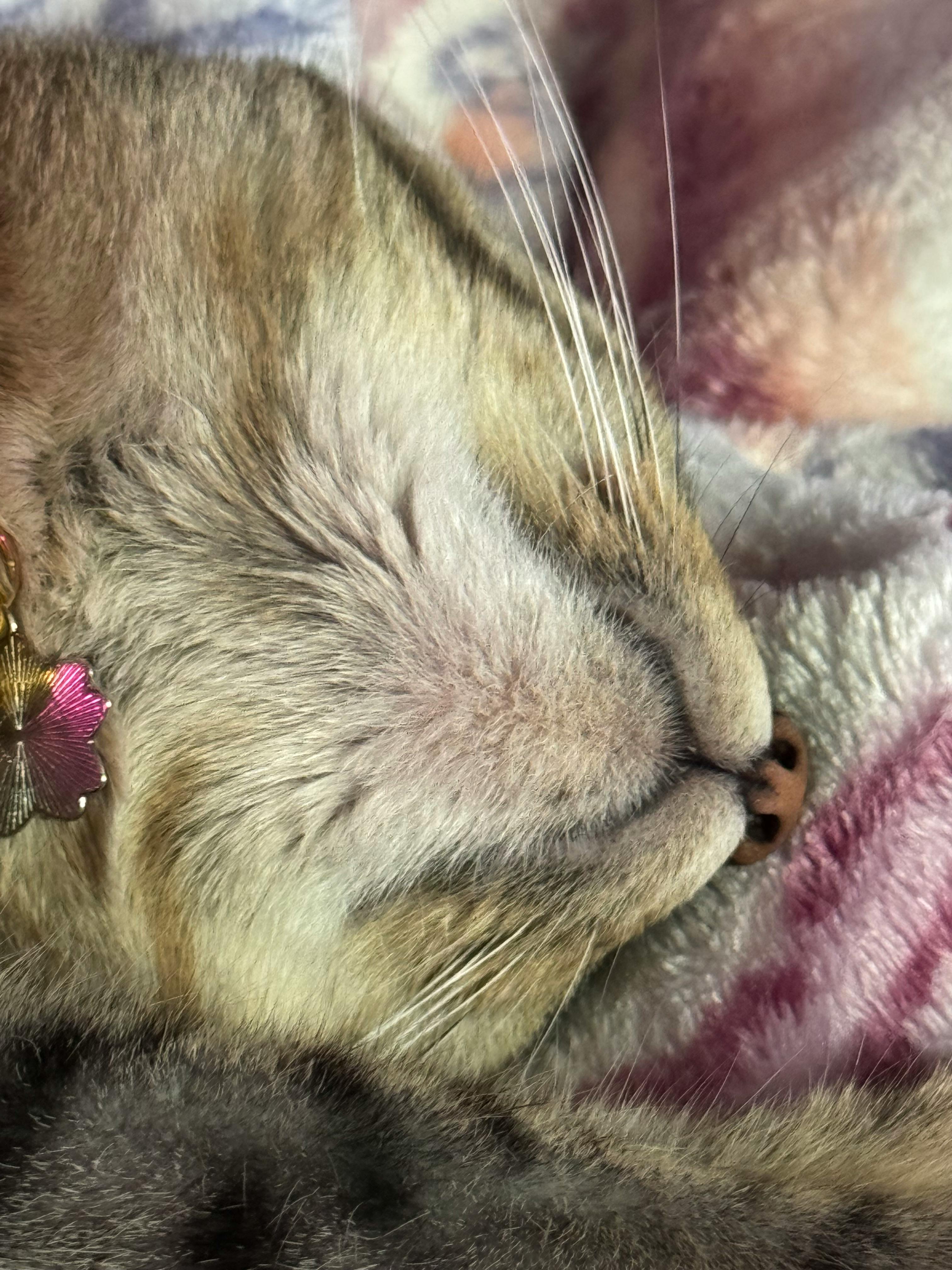 user avatar image for Doodles