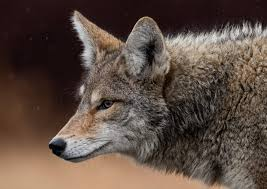 user avatar image for HauntedCoyote