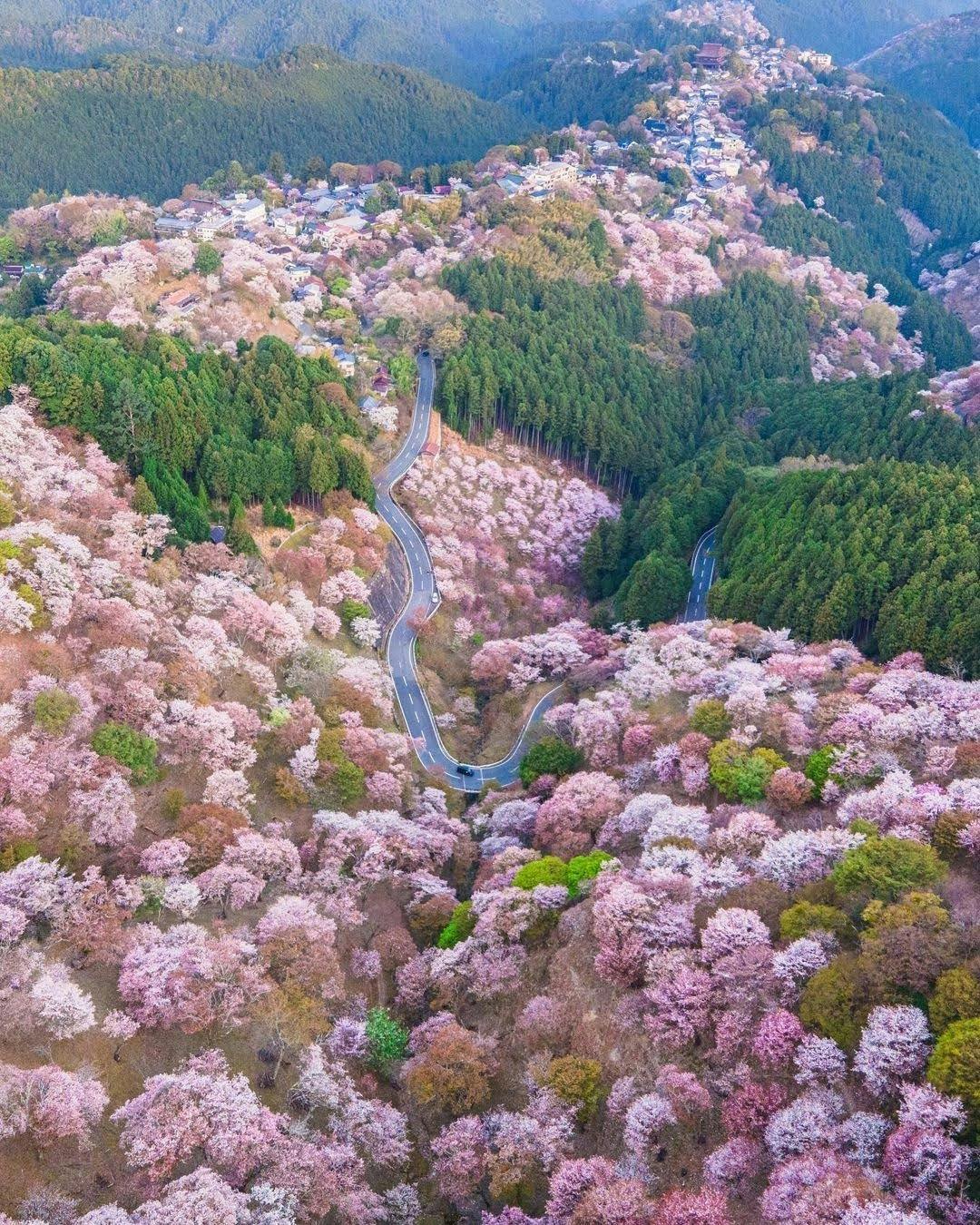 user avatar image for Mallow