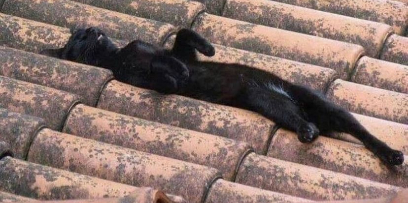 user avatar image for Impzura