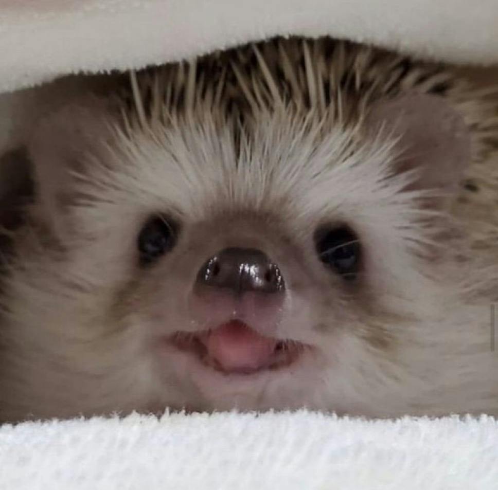 user avatar image for Hedgehog