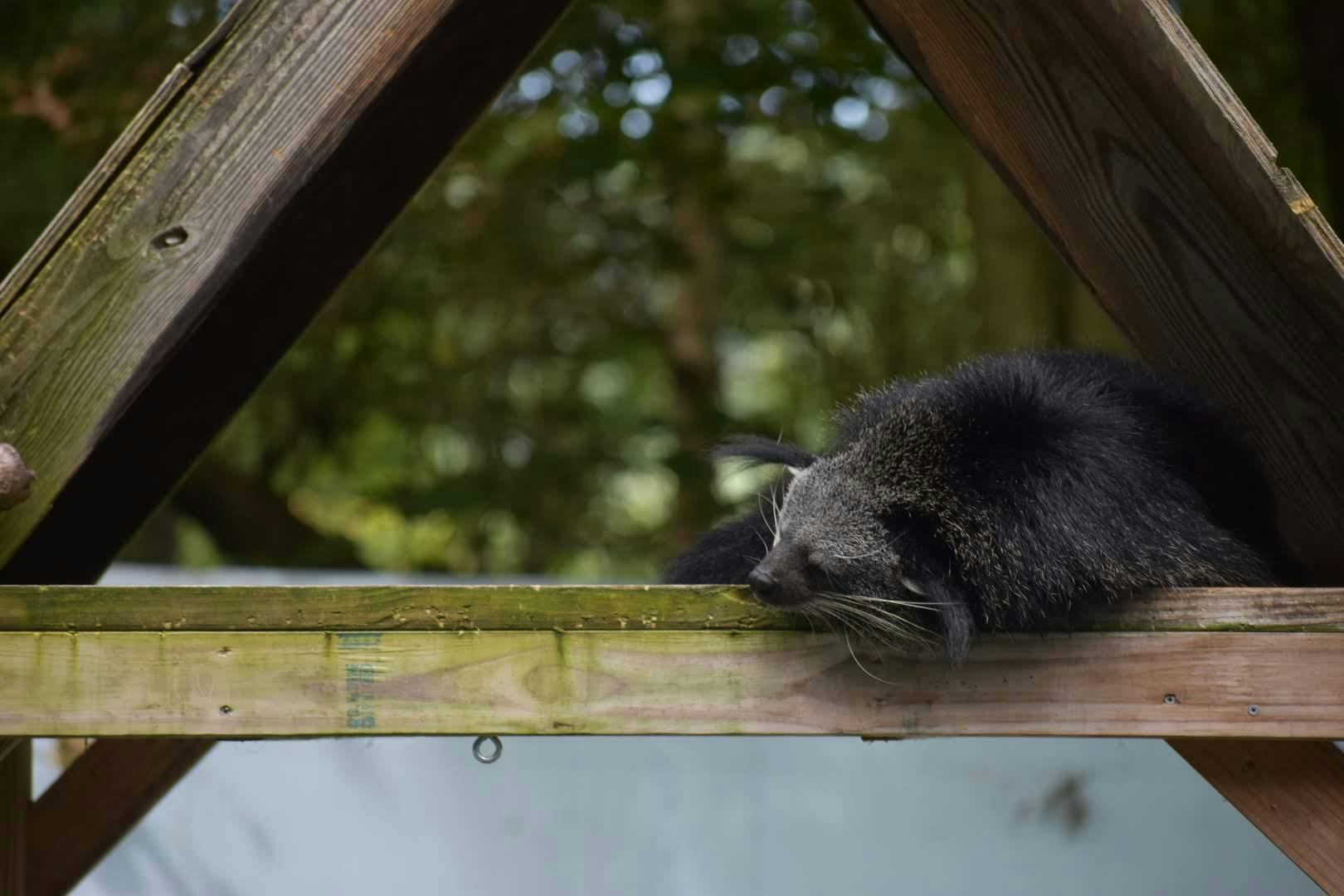 Binturong
