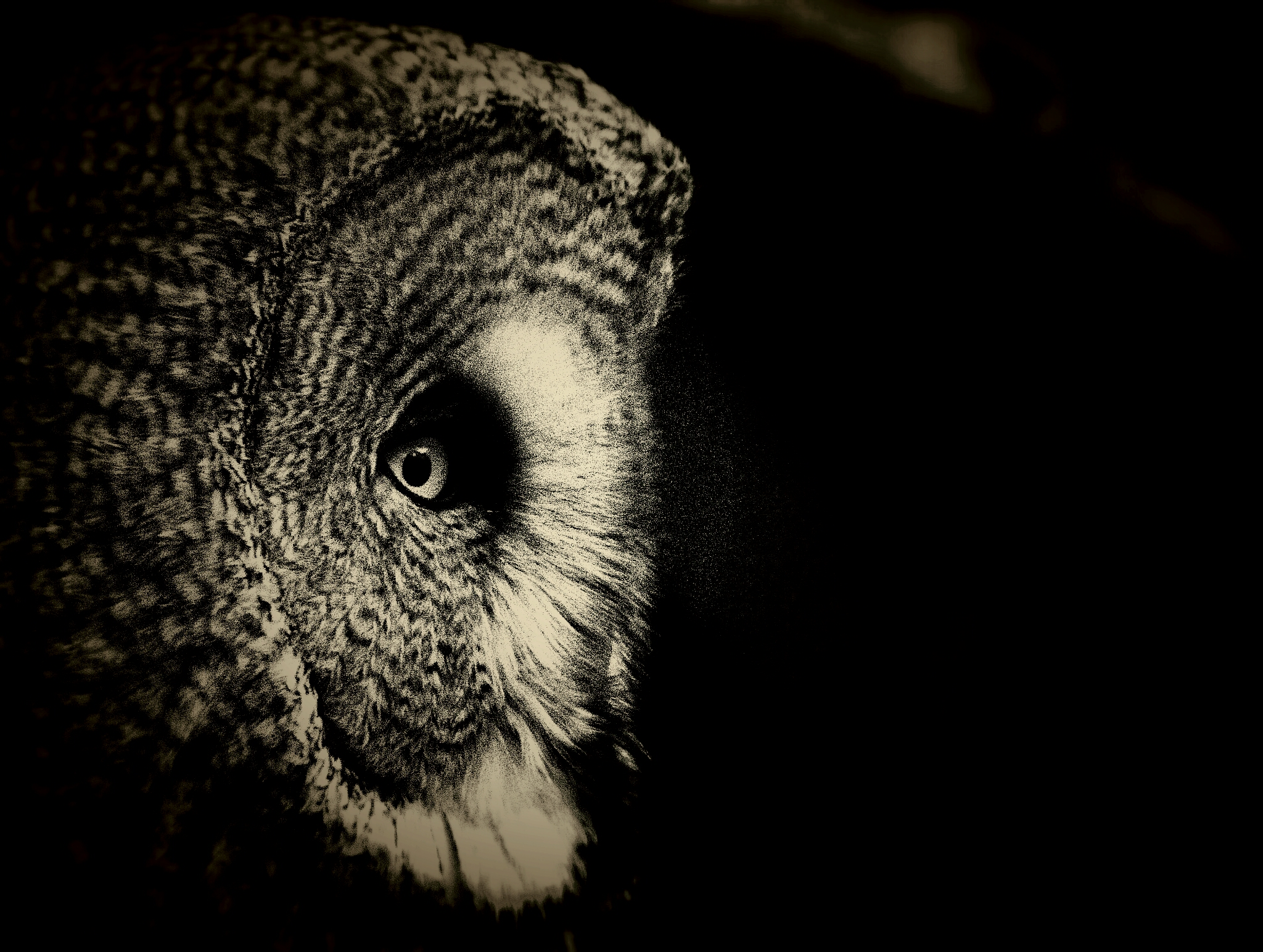 user avatar image for Gryphus1992