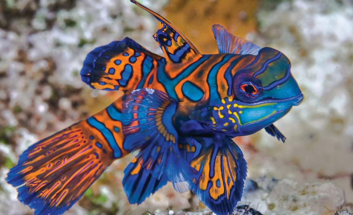 Mandarin-Fish (Holographic)