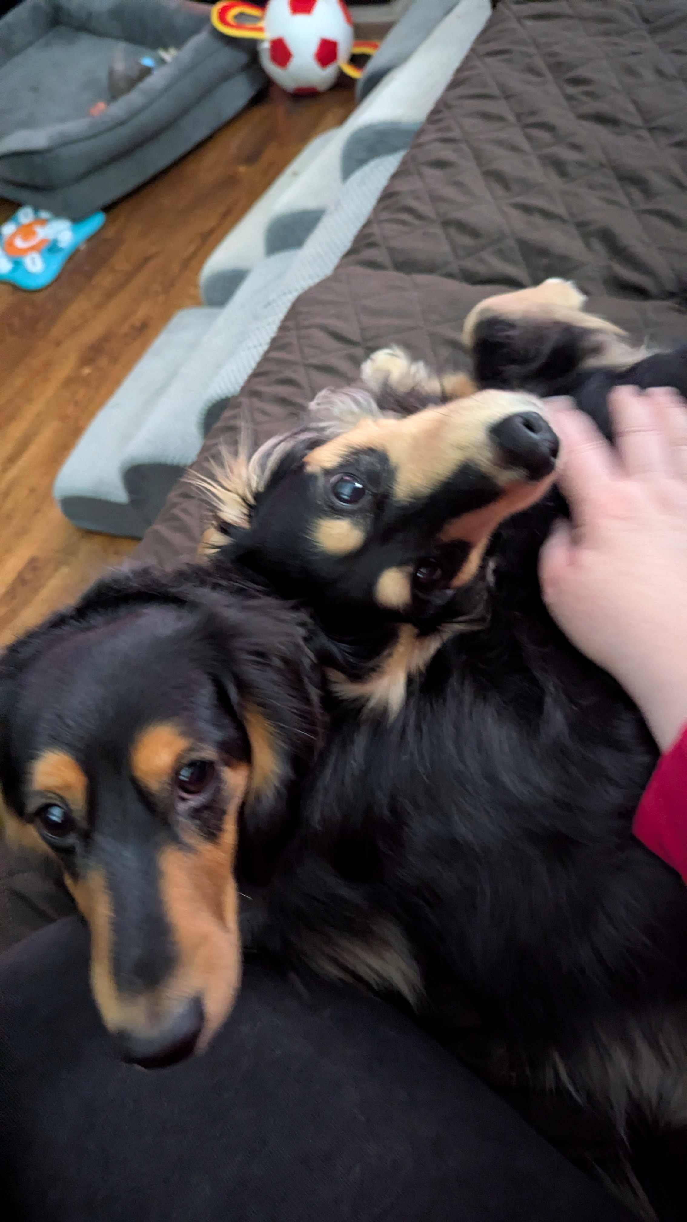 user avatar image for mincebgb