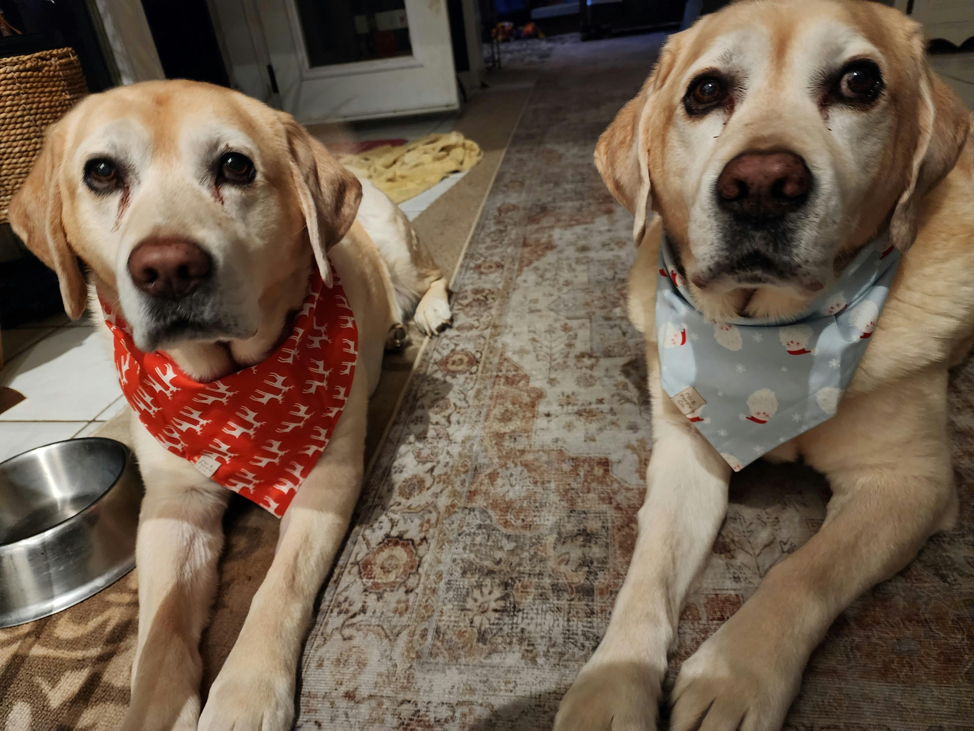 user avatar image for Sharon Albert