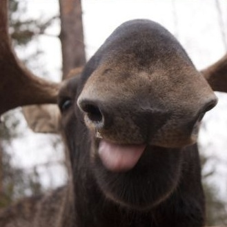 user avatar image for MacMoose