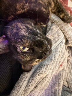 user avatar image for Kothmia