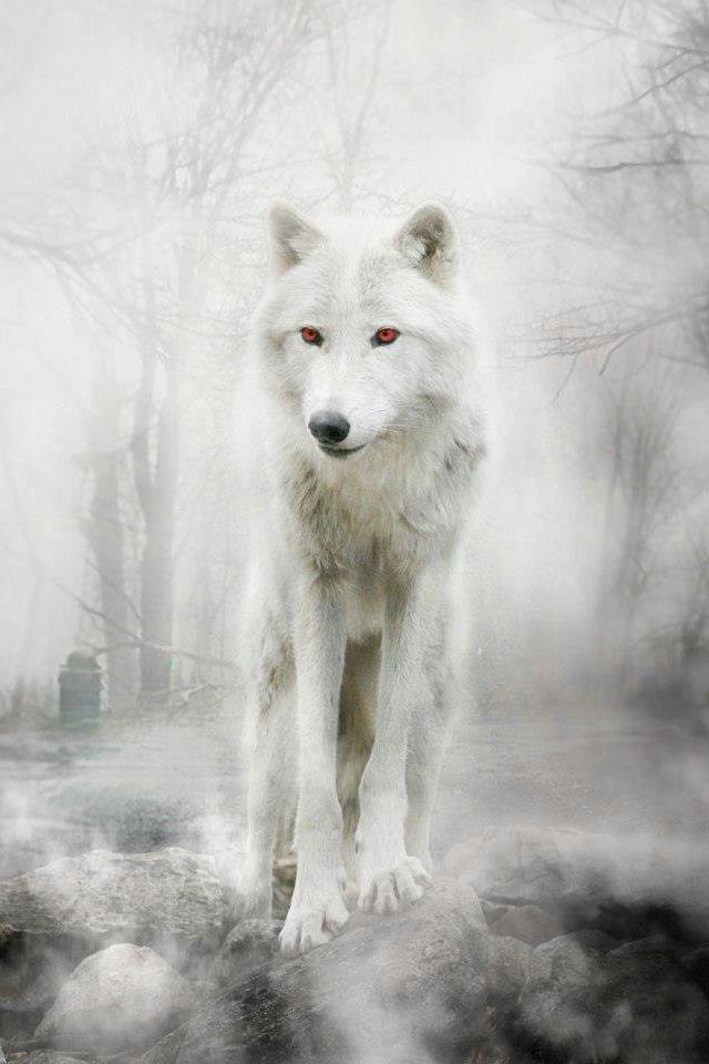 user avatar image for Lupinia the Wolf