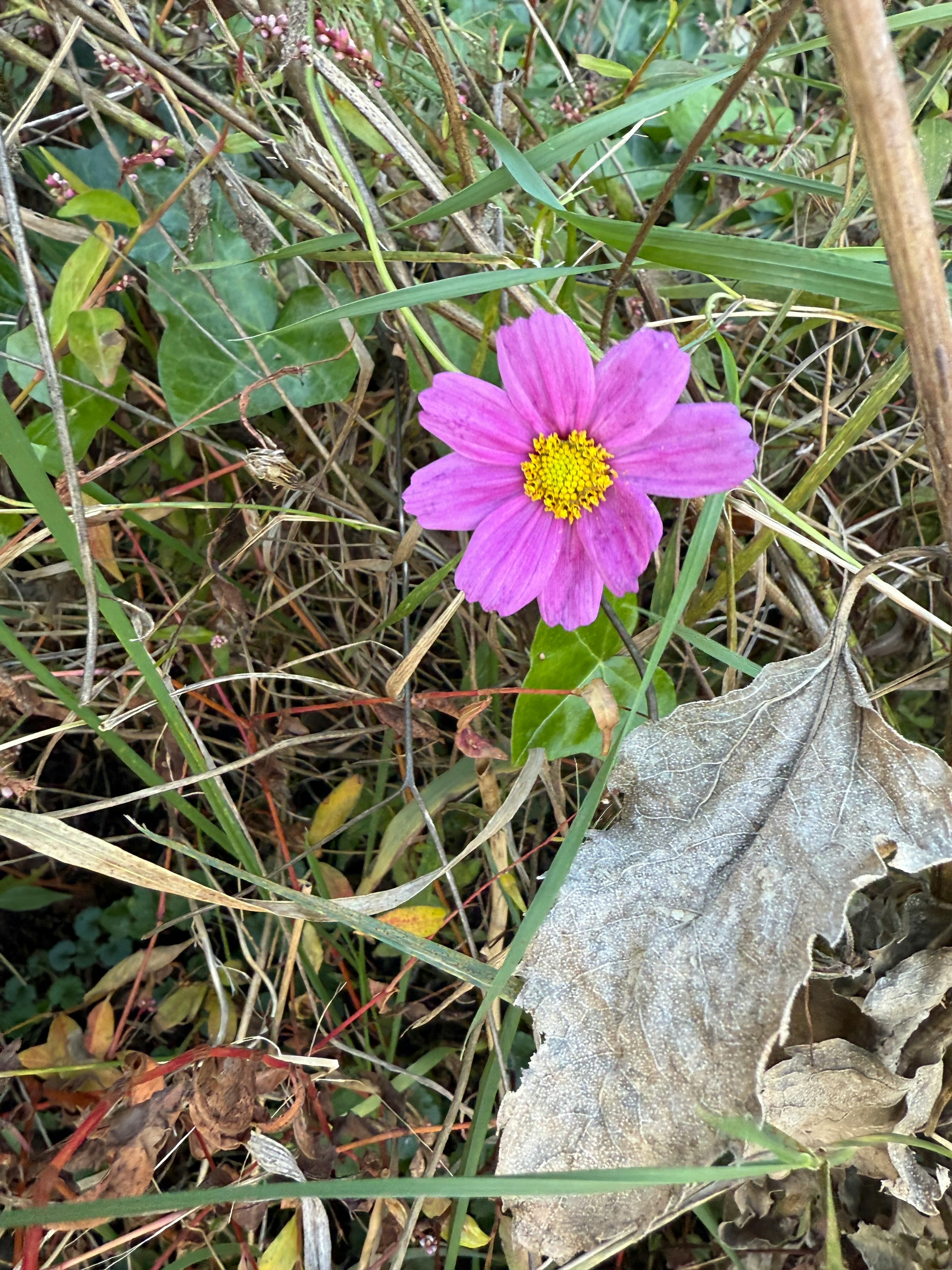 user avatar image for nep