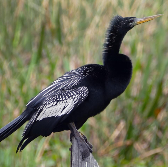 Anhinga