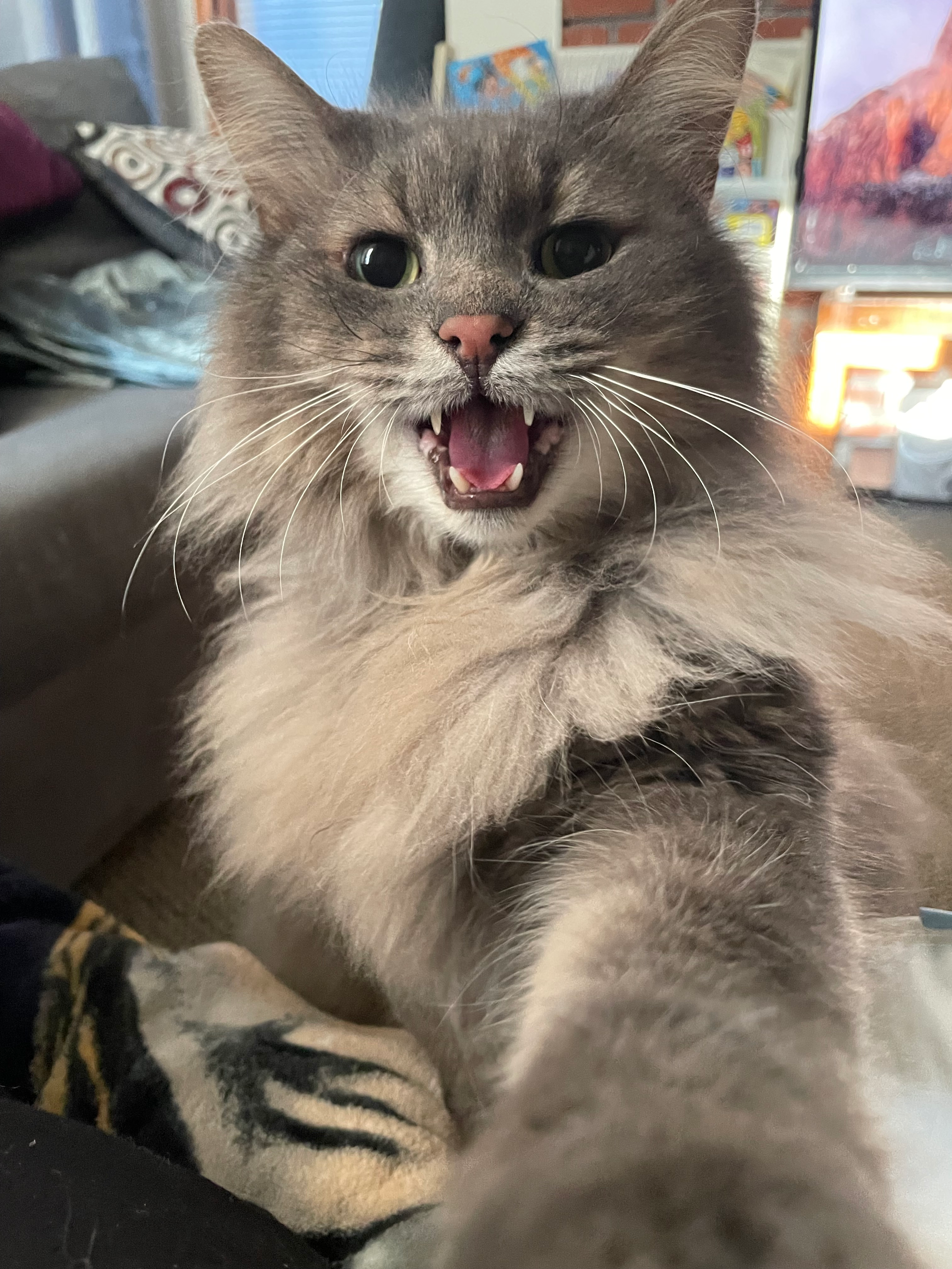 user avatar image for Shouligan