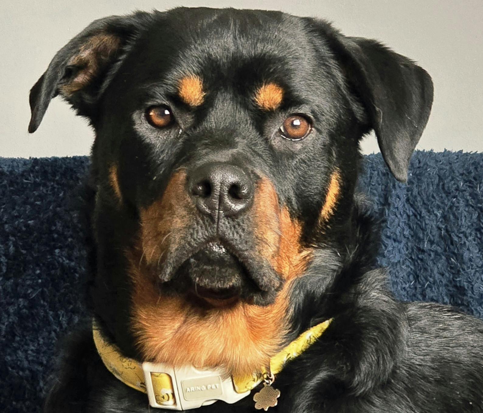 user avatar image for Starved Hound 