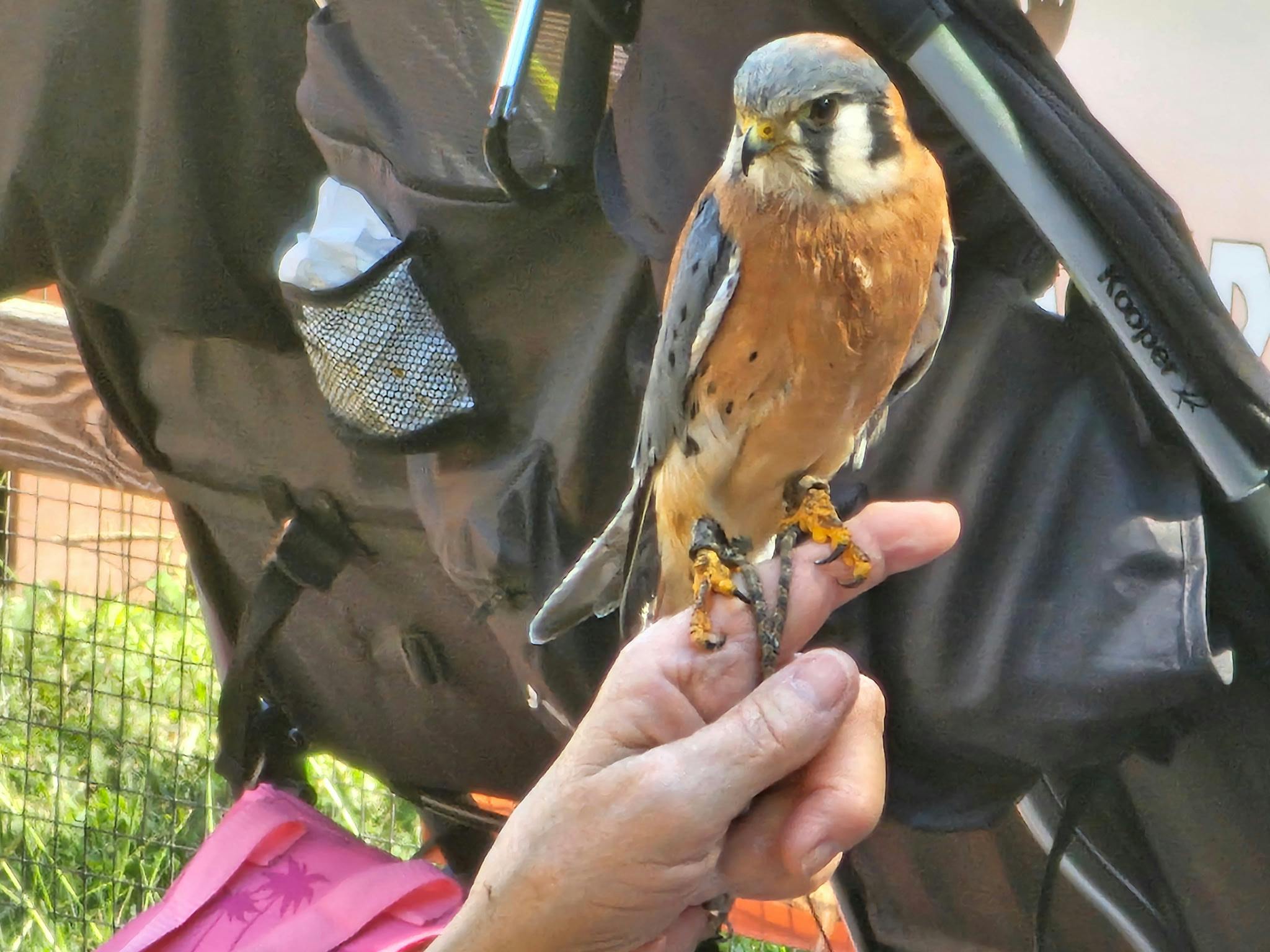 user avatar image for Kestrel