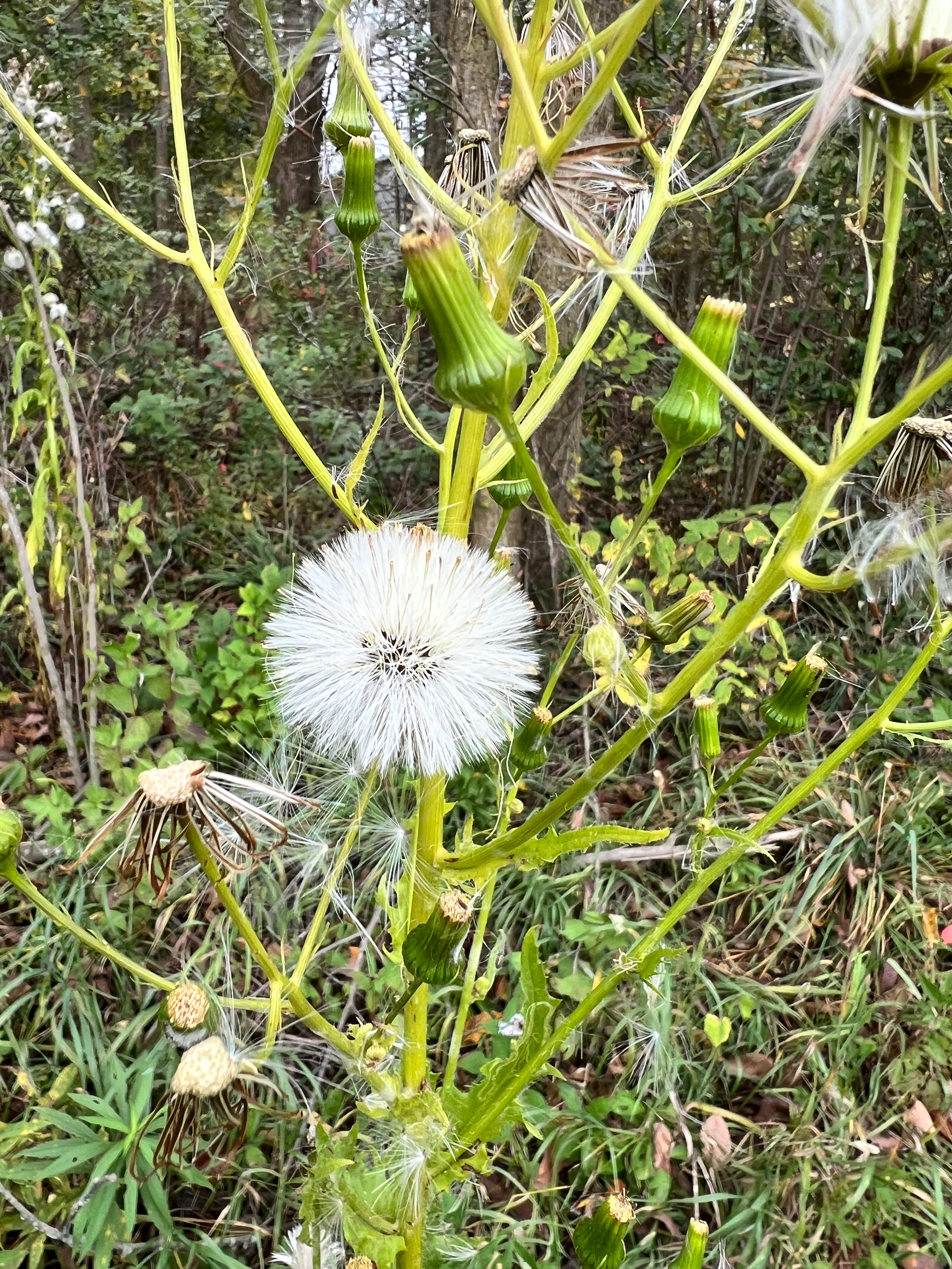 user avatar image for Sea