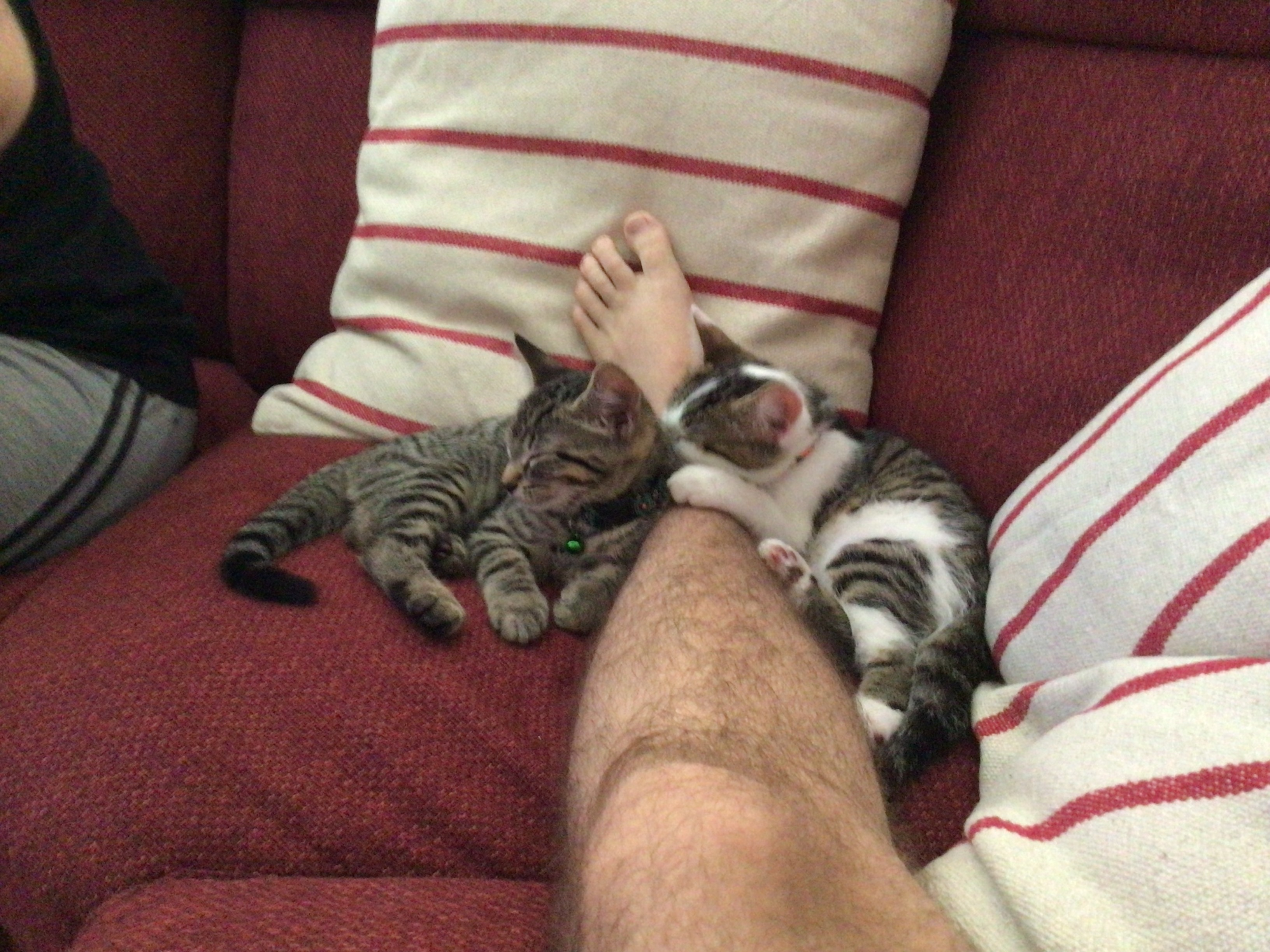 user avatar image for kitmckatt