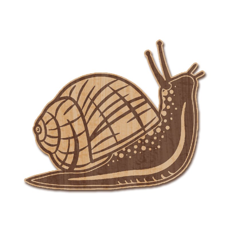 Snail