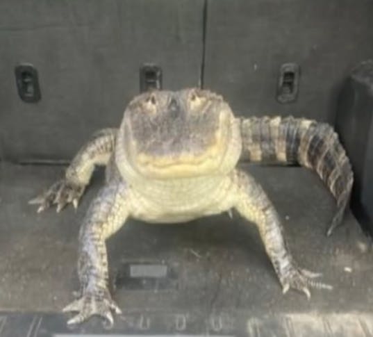 user avatar image for Georgeiscrazy