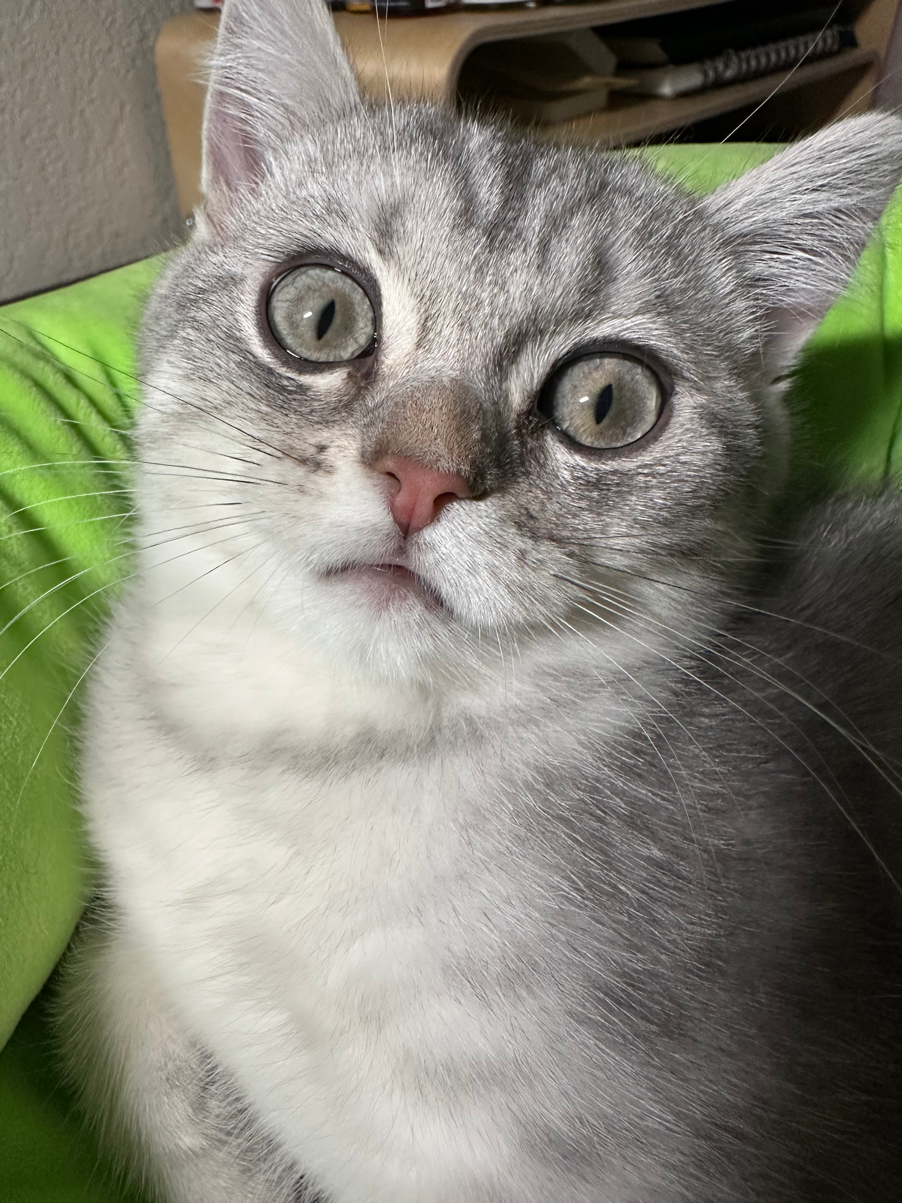 user avatar image for Rachomi