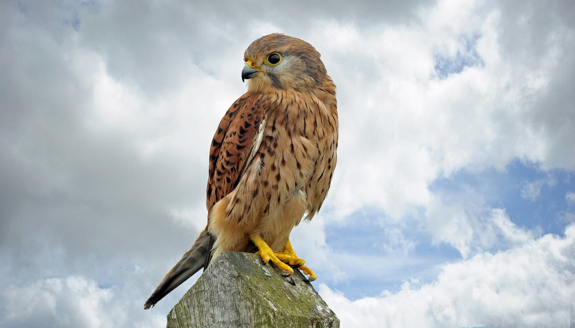 user avatar image for beigeEagle