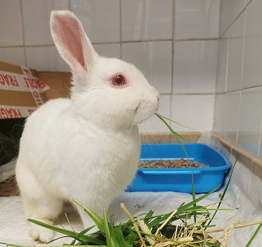 user avatar image for swampedbybunnies