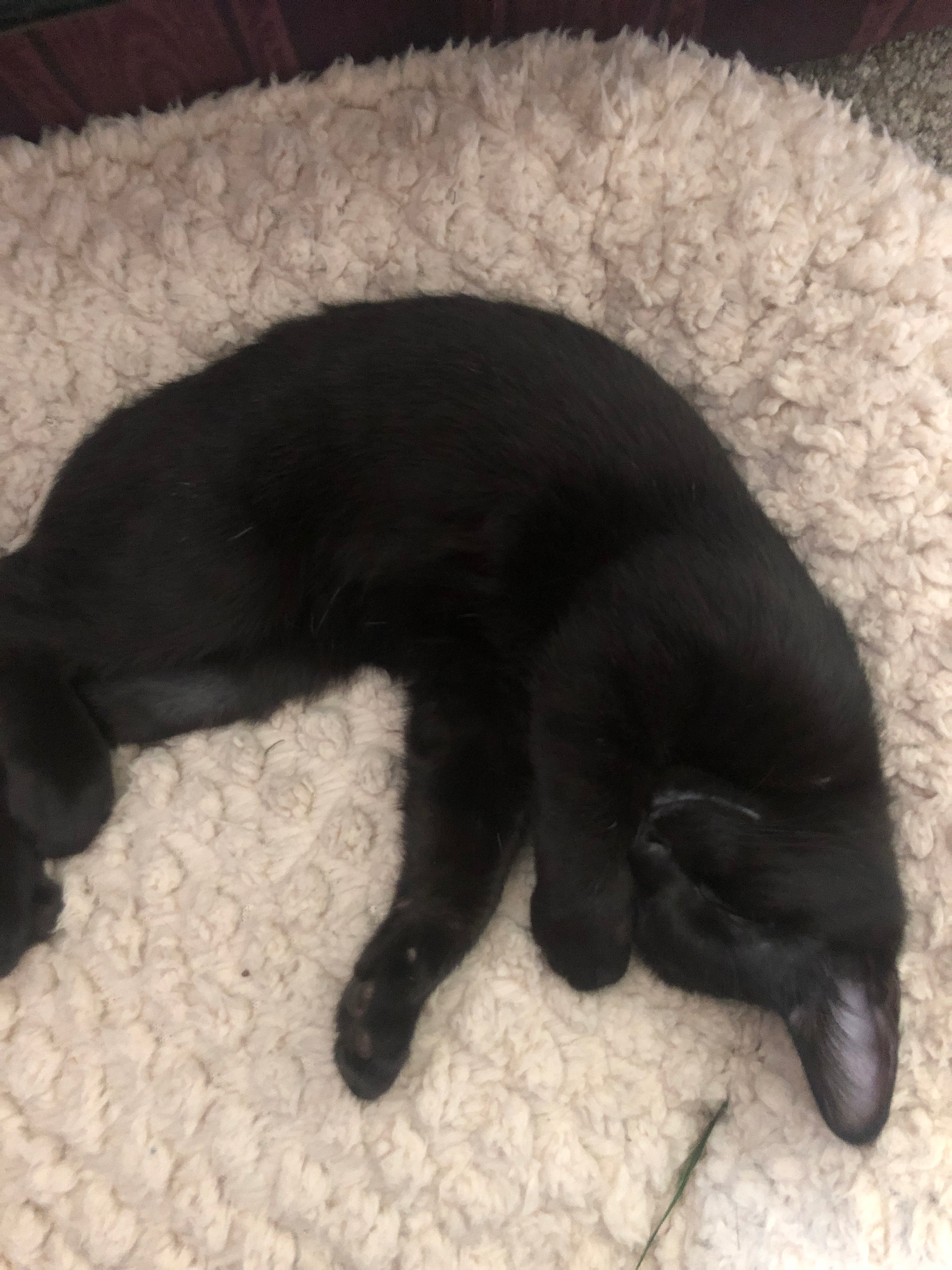 user avatar image for RoseWolf