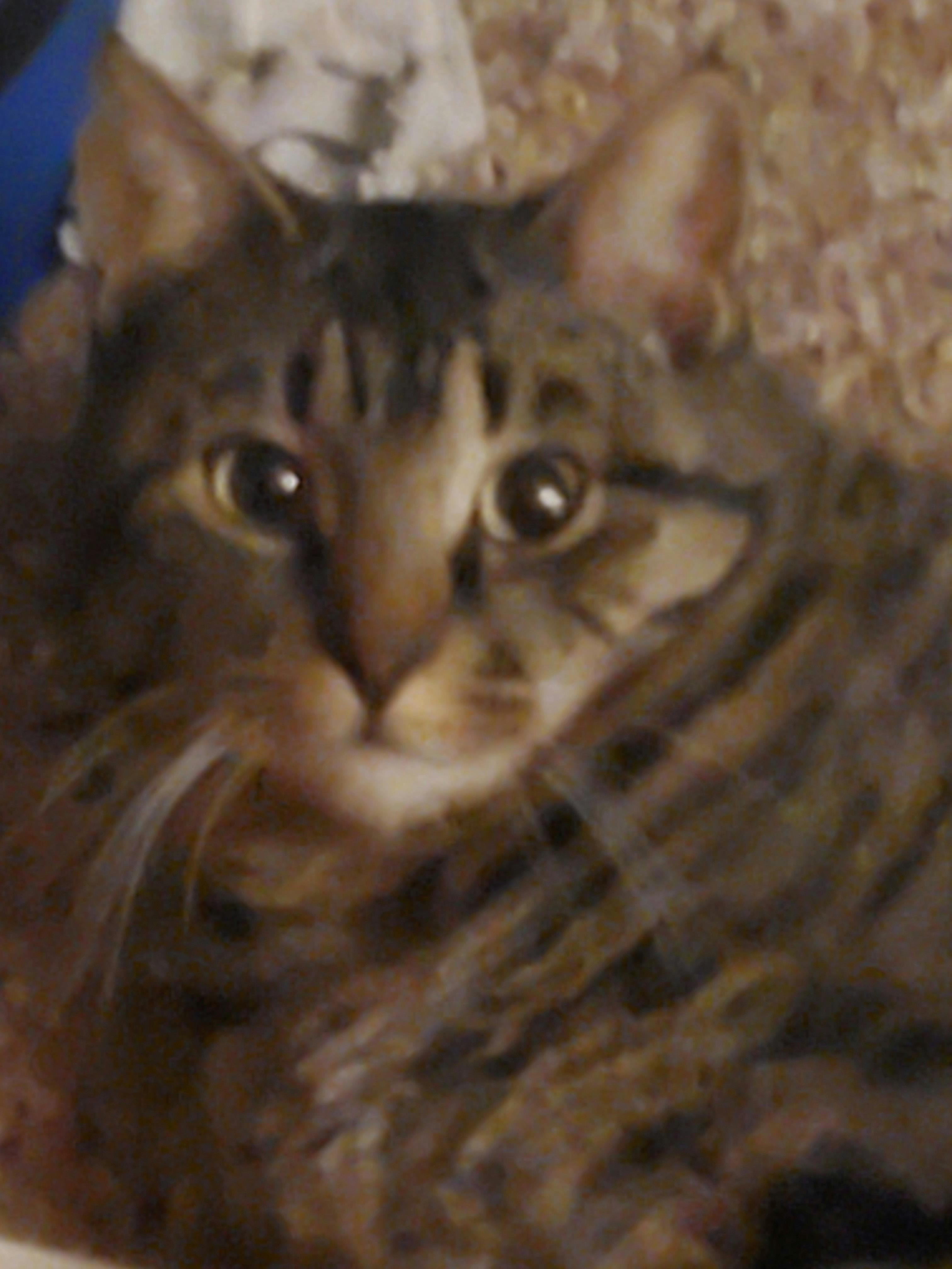 user avatar image for Rose :3