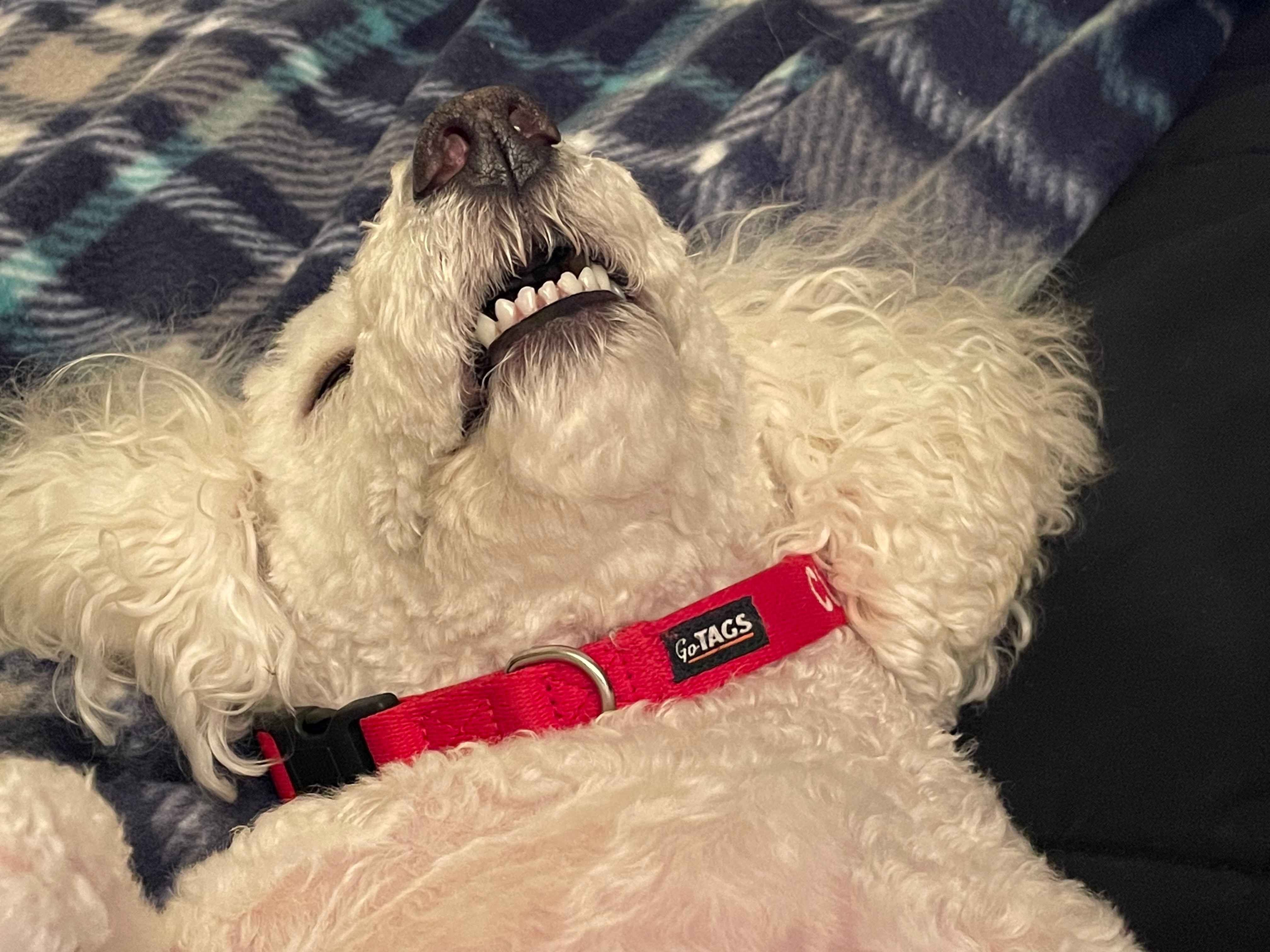 user avatar image for Beast of the spire