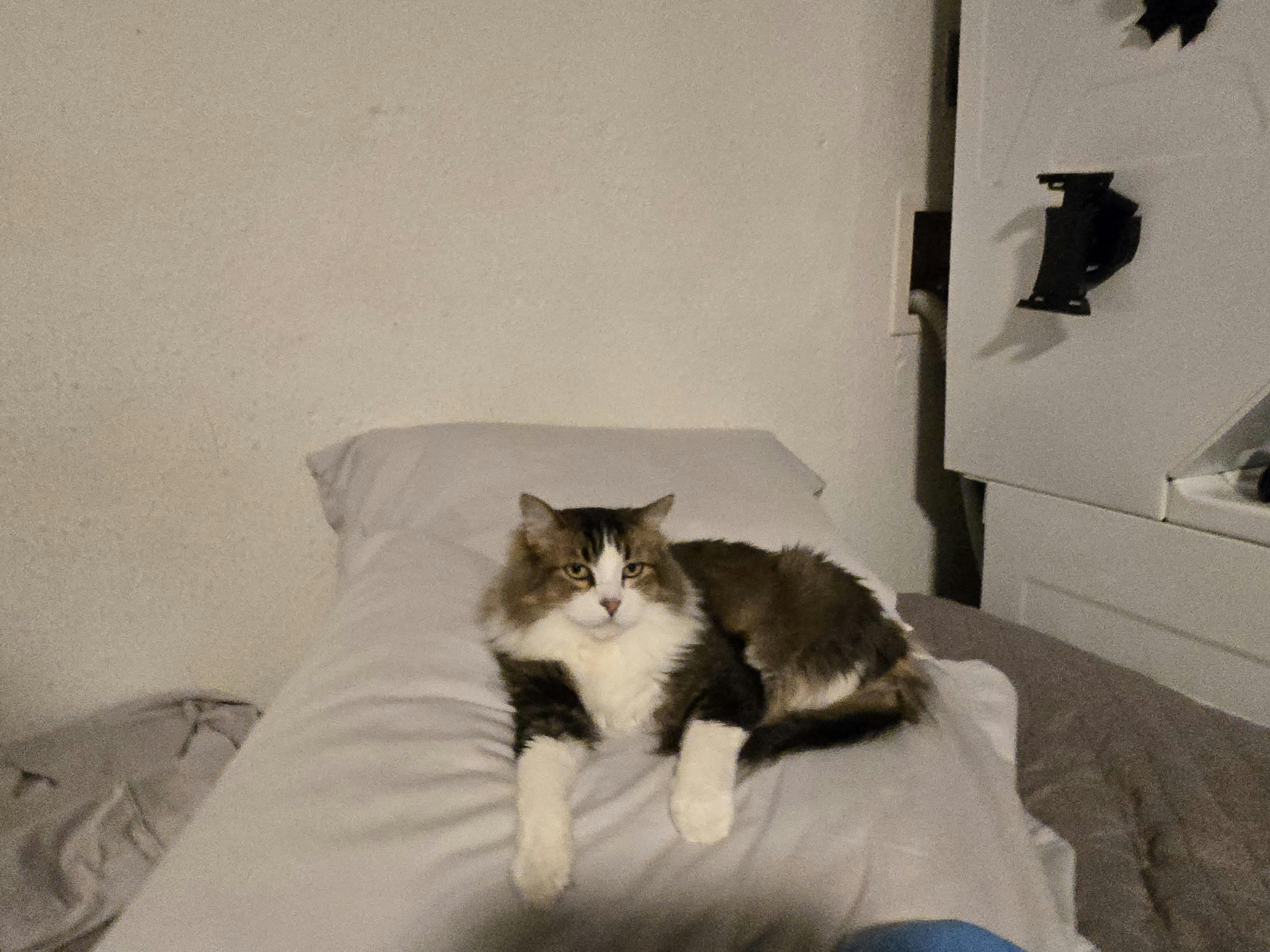 user avatar image for Starrybat98