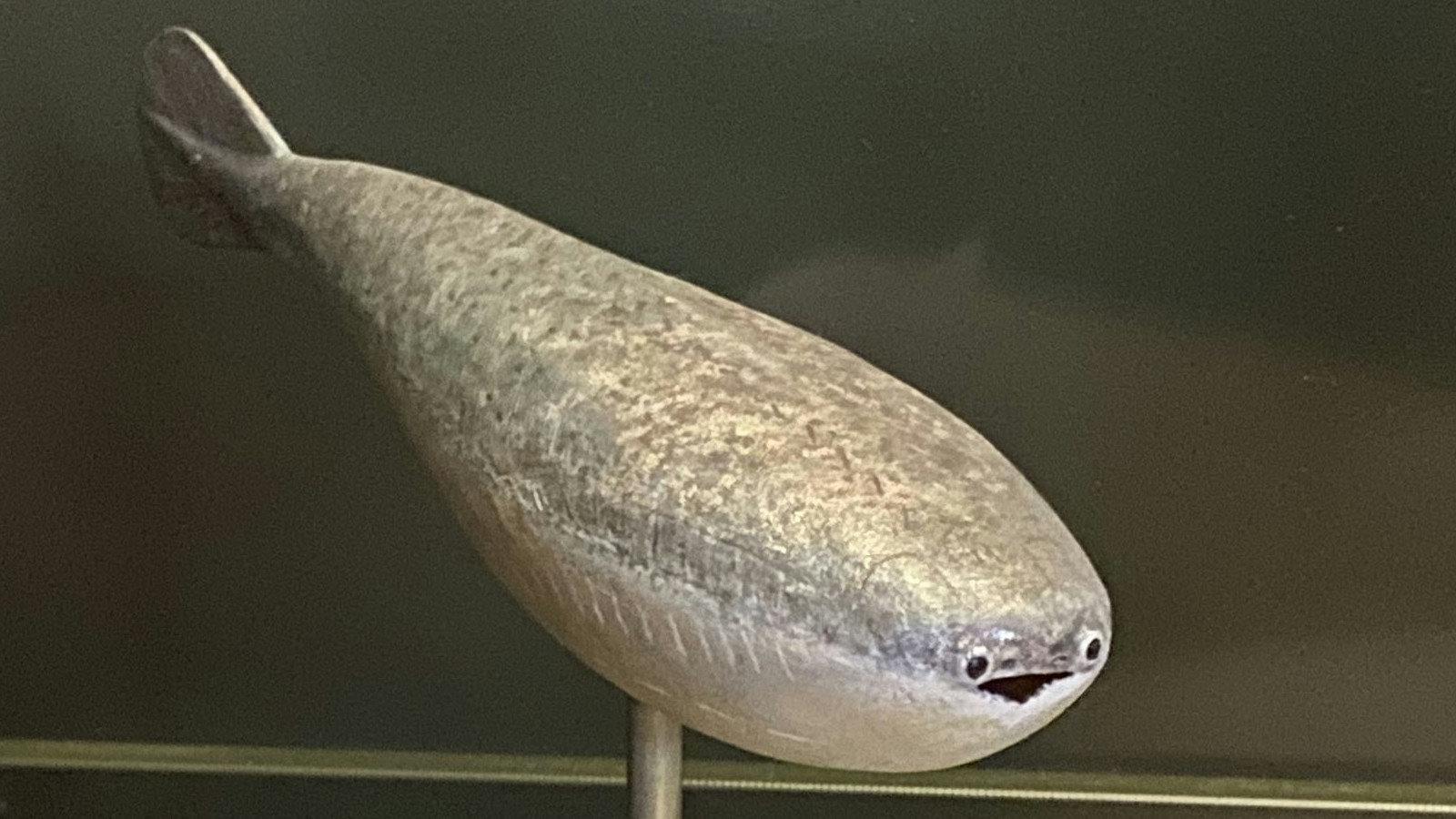 Sacabambaspis
