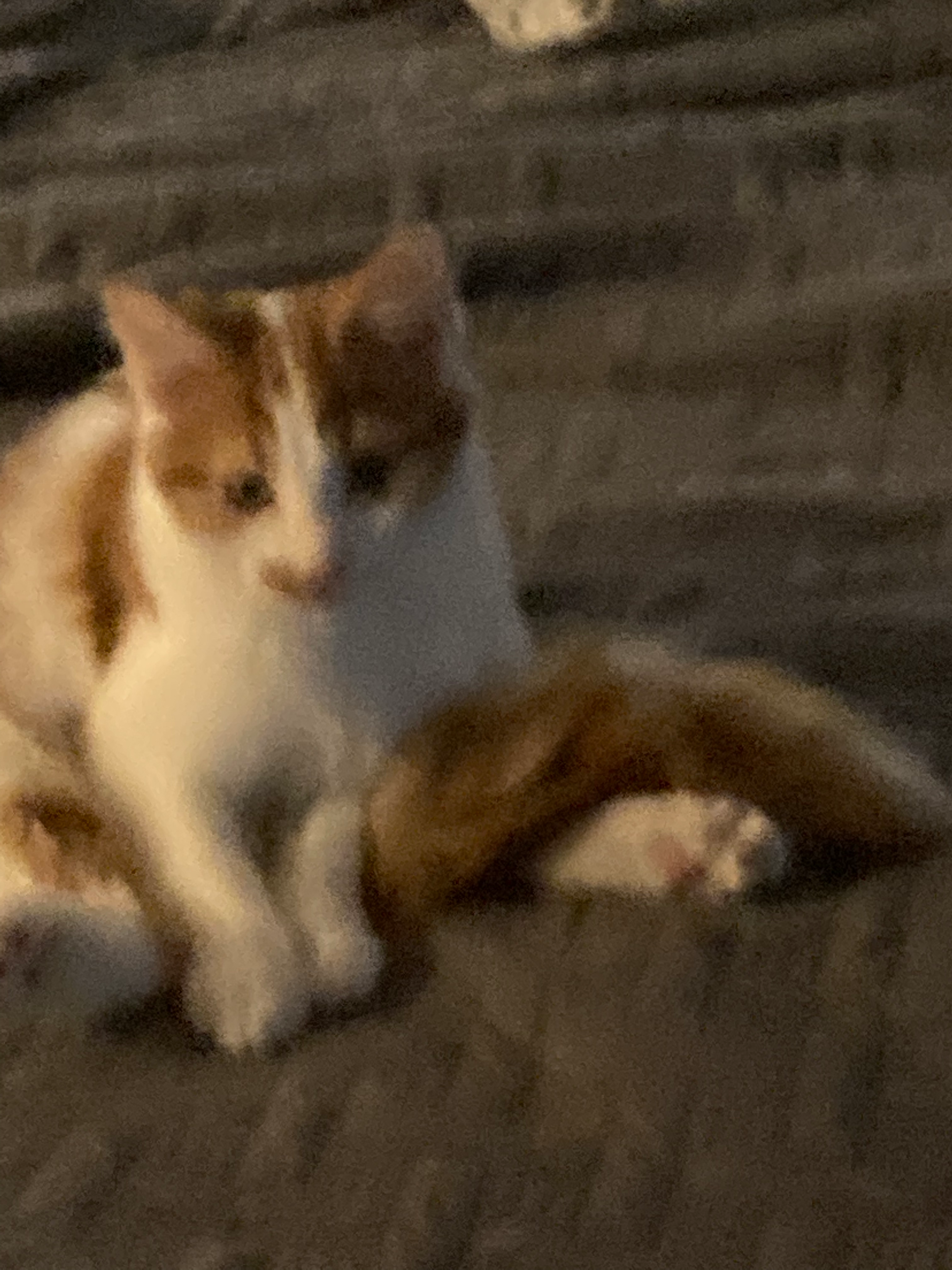 user avatar image for UrDadsFavoriteCat