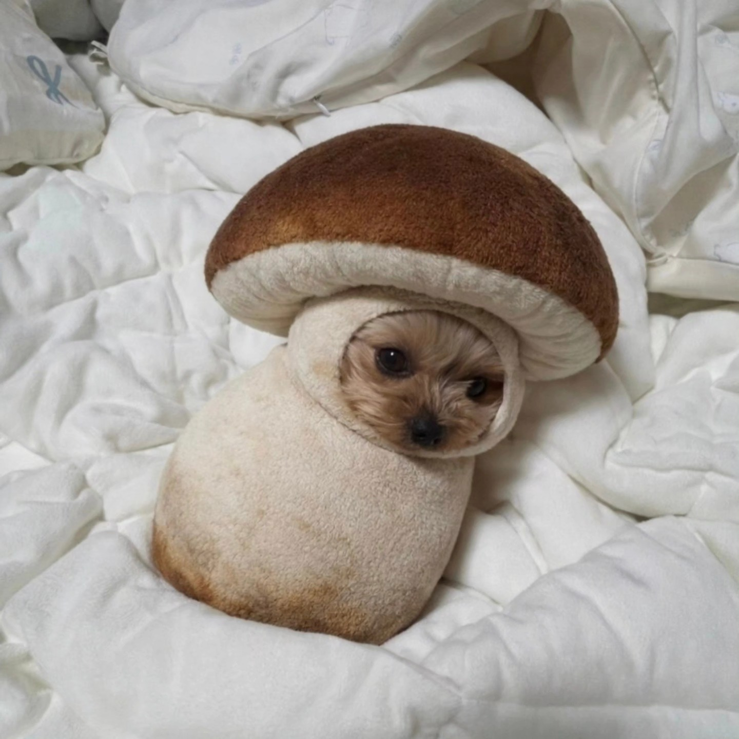 user avatar image for Svaroga