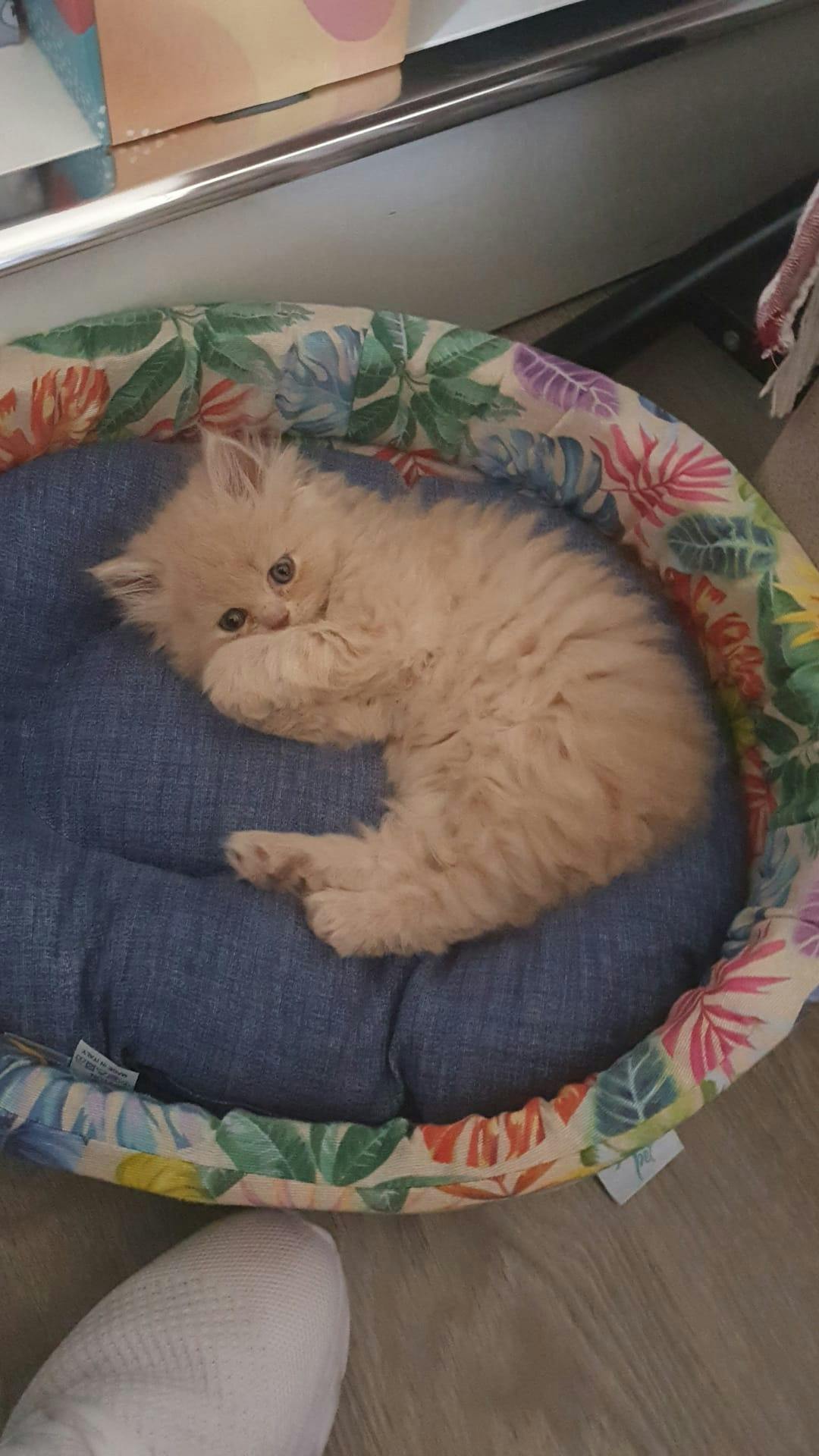 user avatar image for Tommi